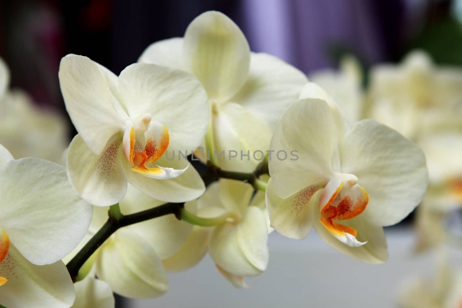 close up white beautiful orchid in Keukenhof