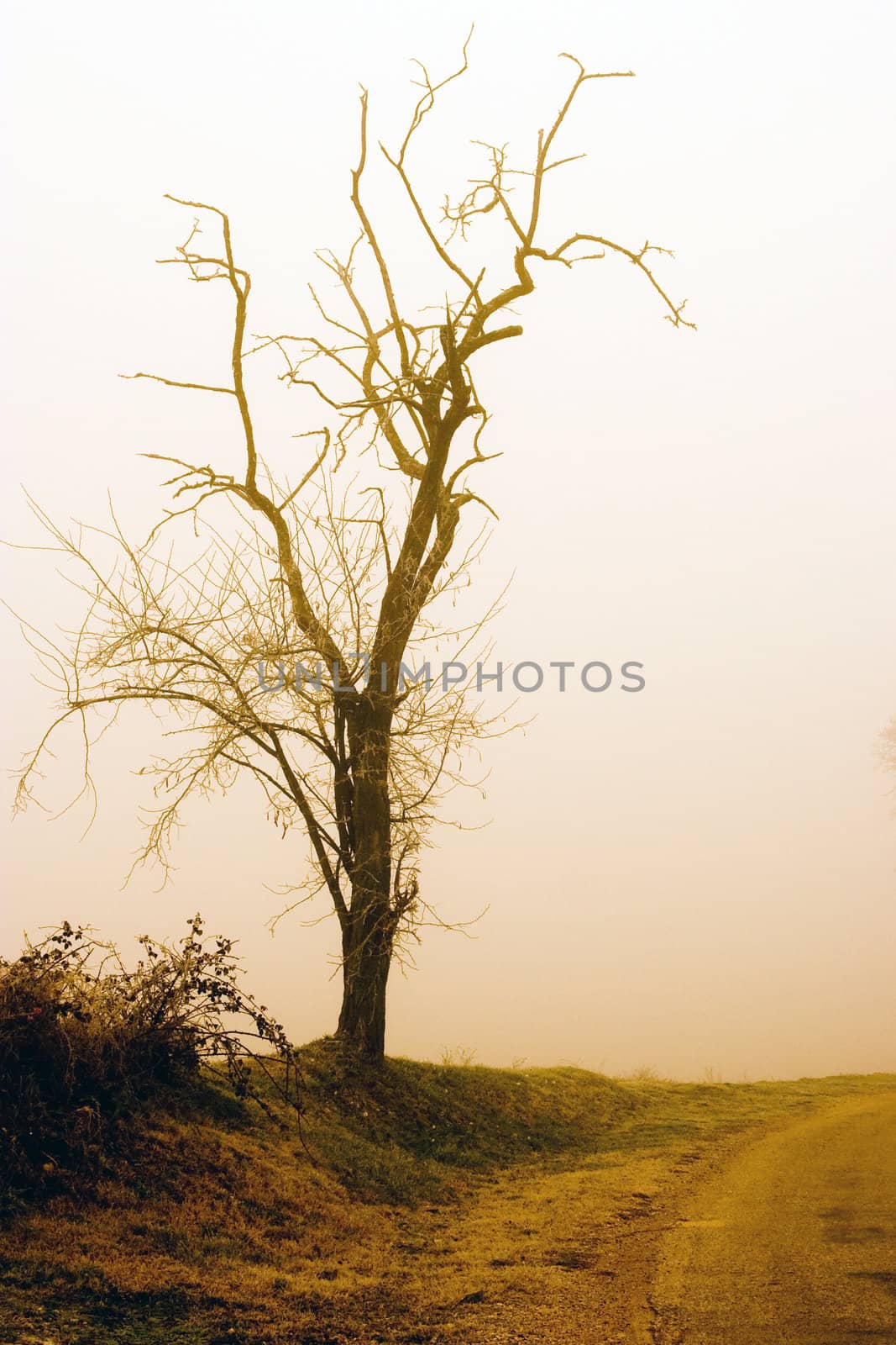 vintage tree by chrisroll