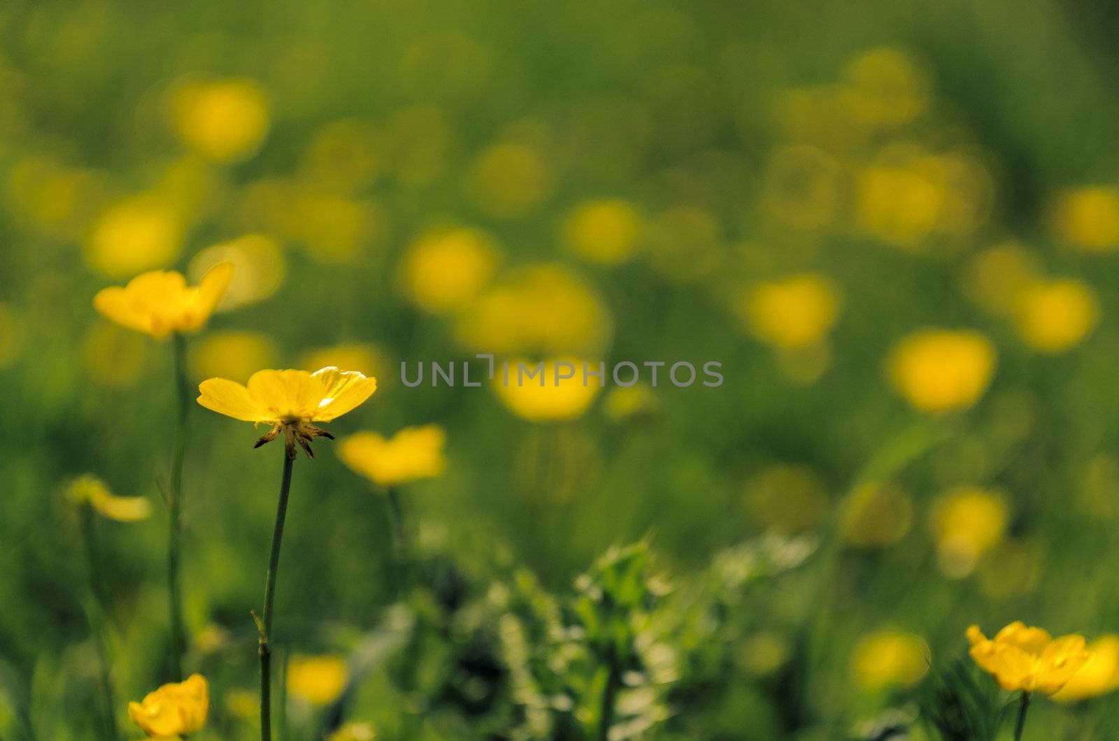 Buttercups in a meadow in Kent, UK
