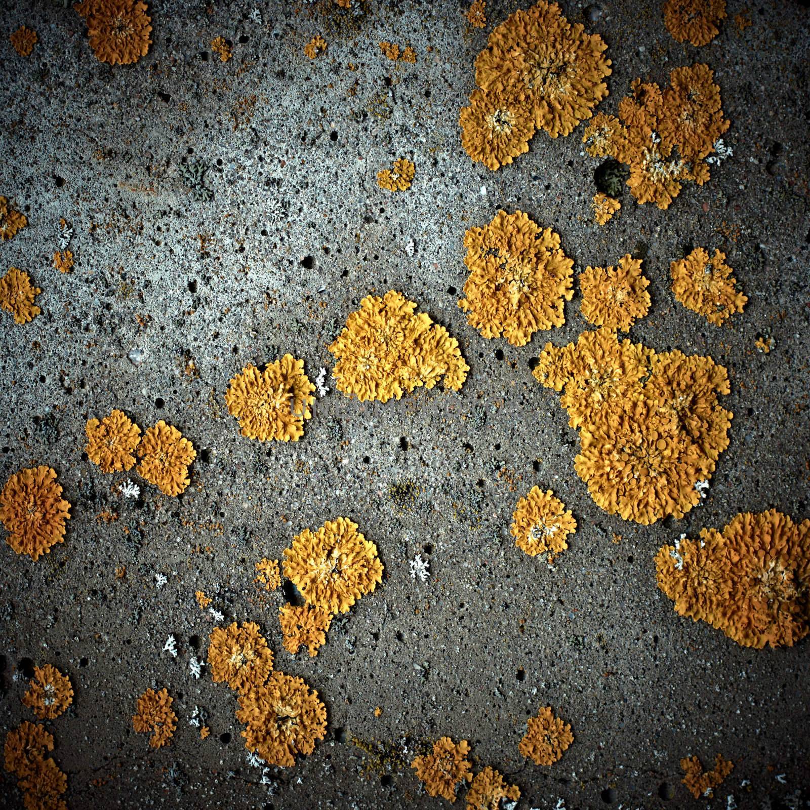 Lichens on stone texture, closeup by pashabo