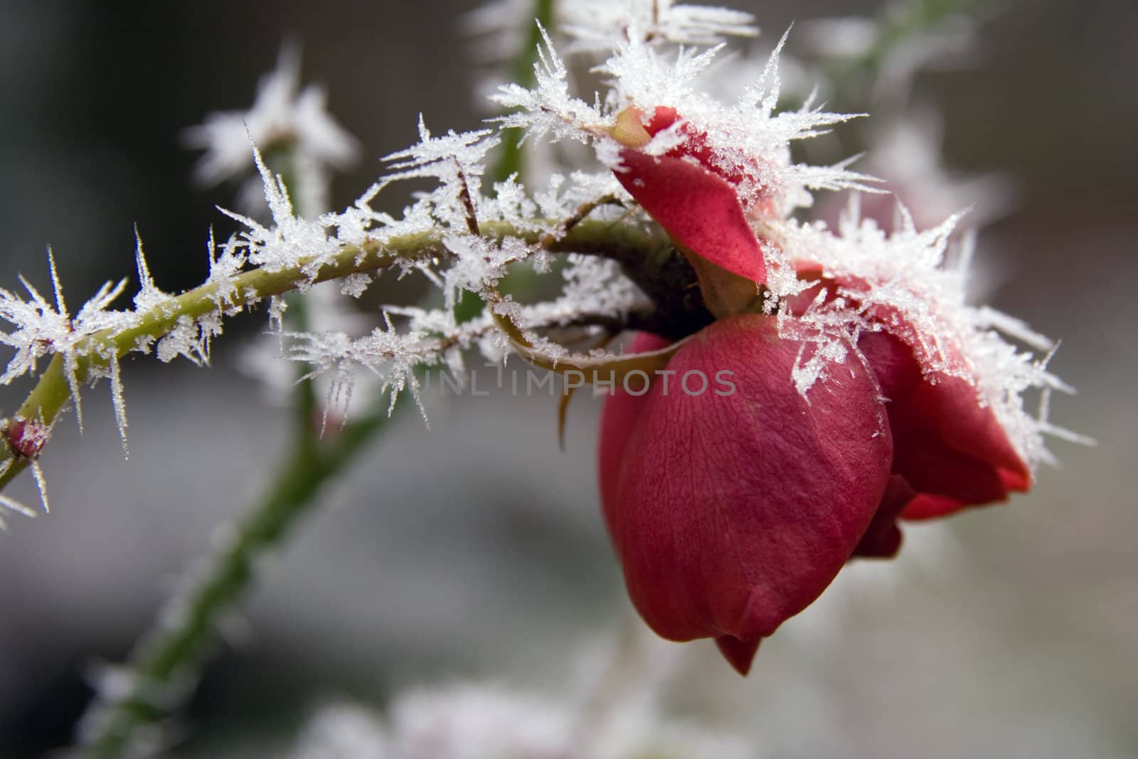 A frozen rose in winter