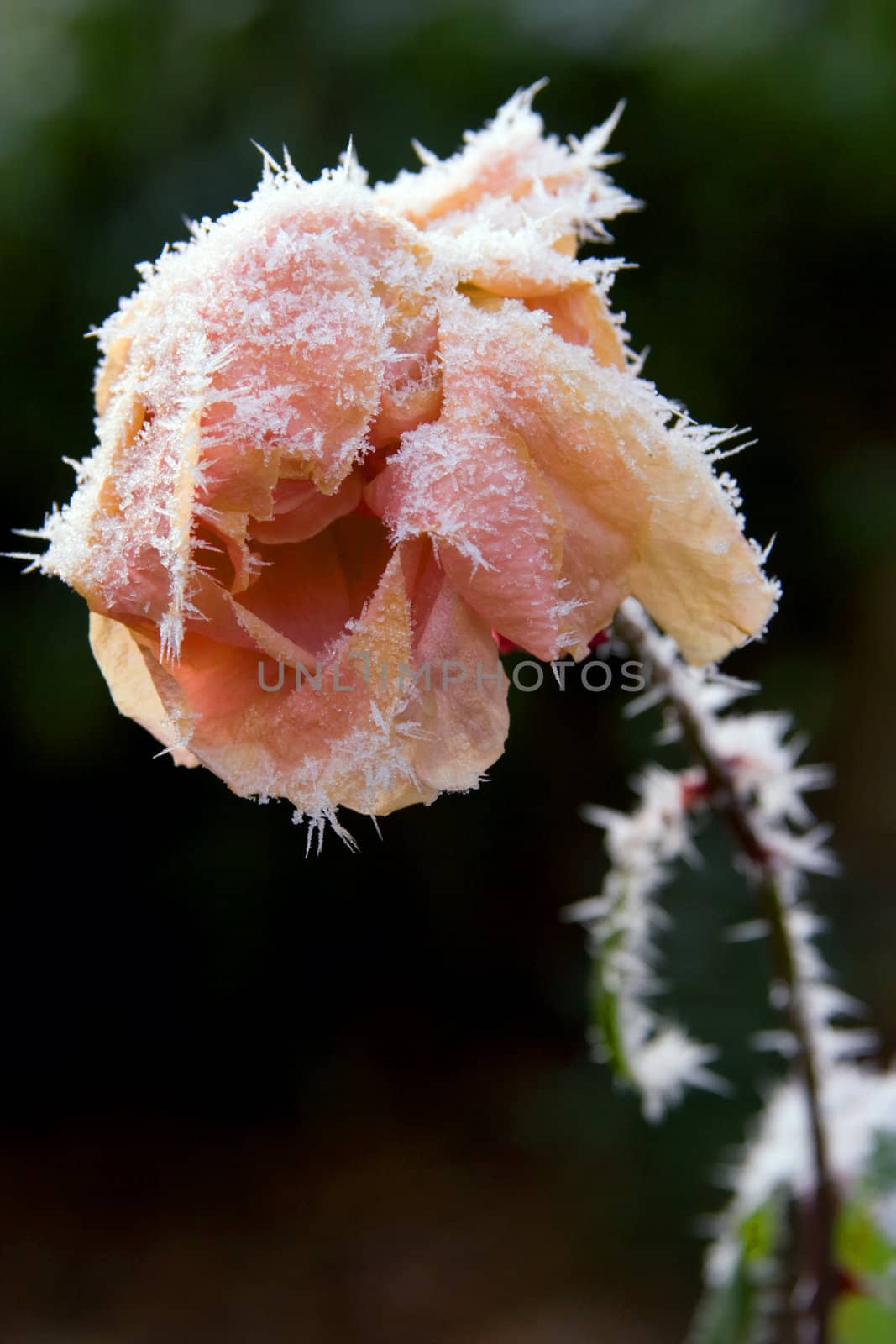 A frozen rose in winter - seasonal picture