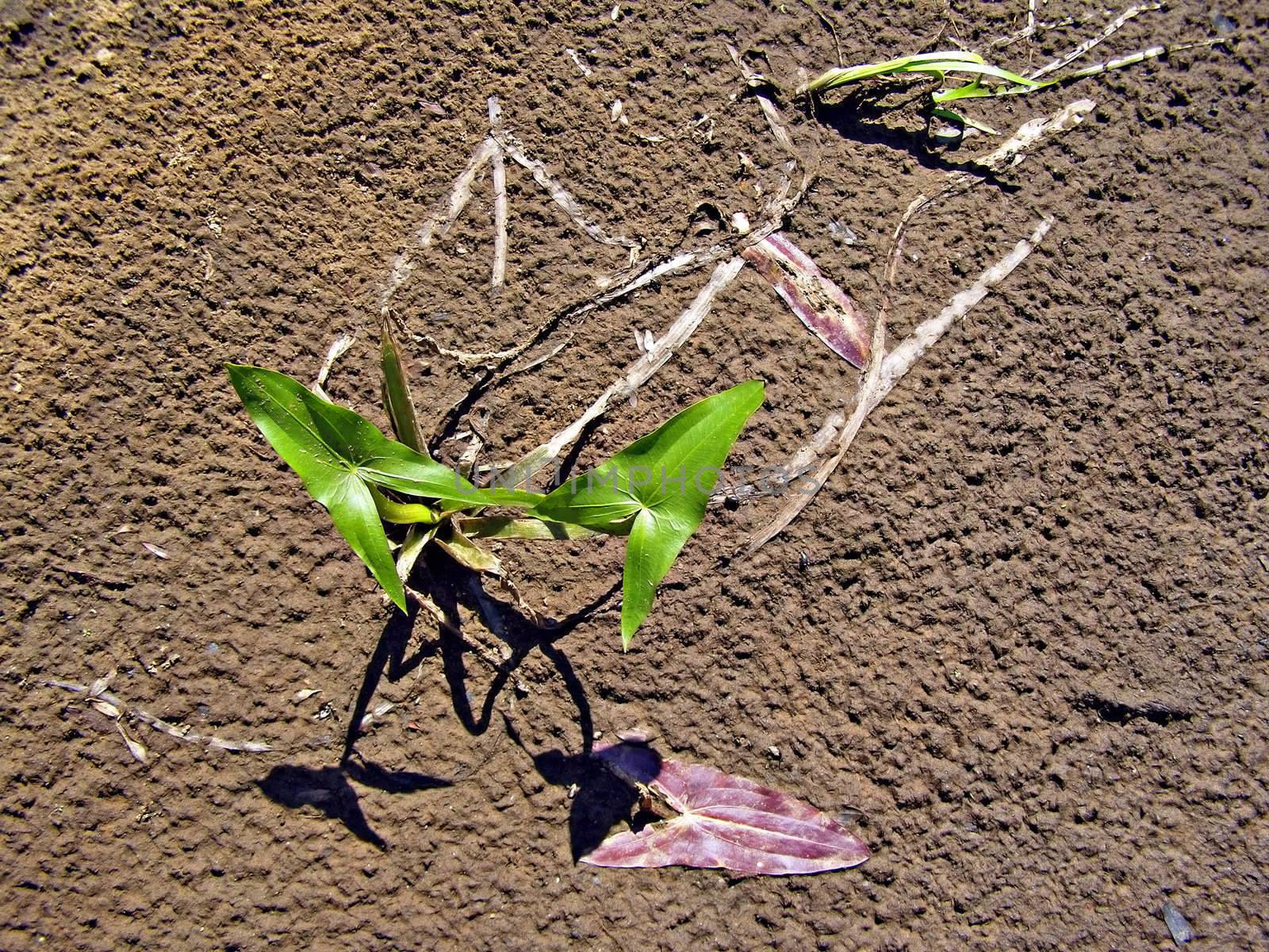 plant arrowhead