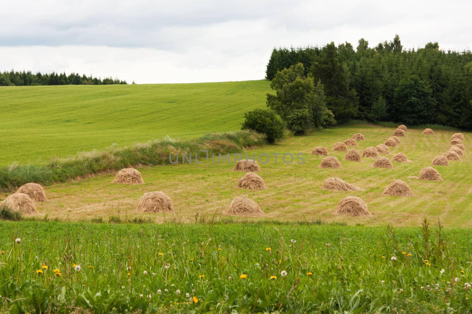 Agricultural landscape in Czech Republic, Europe