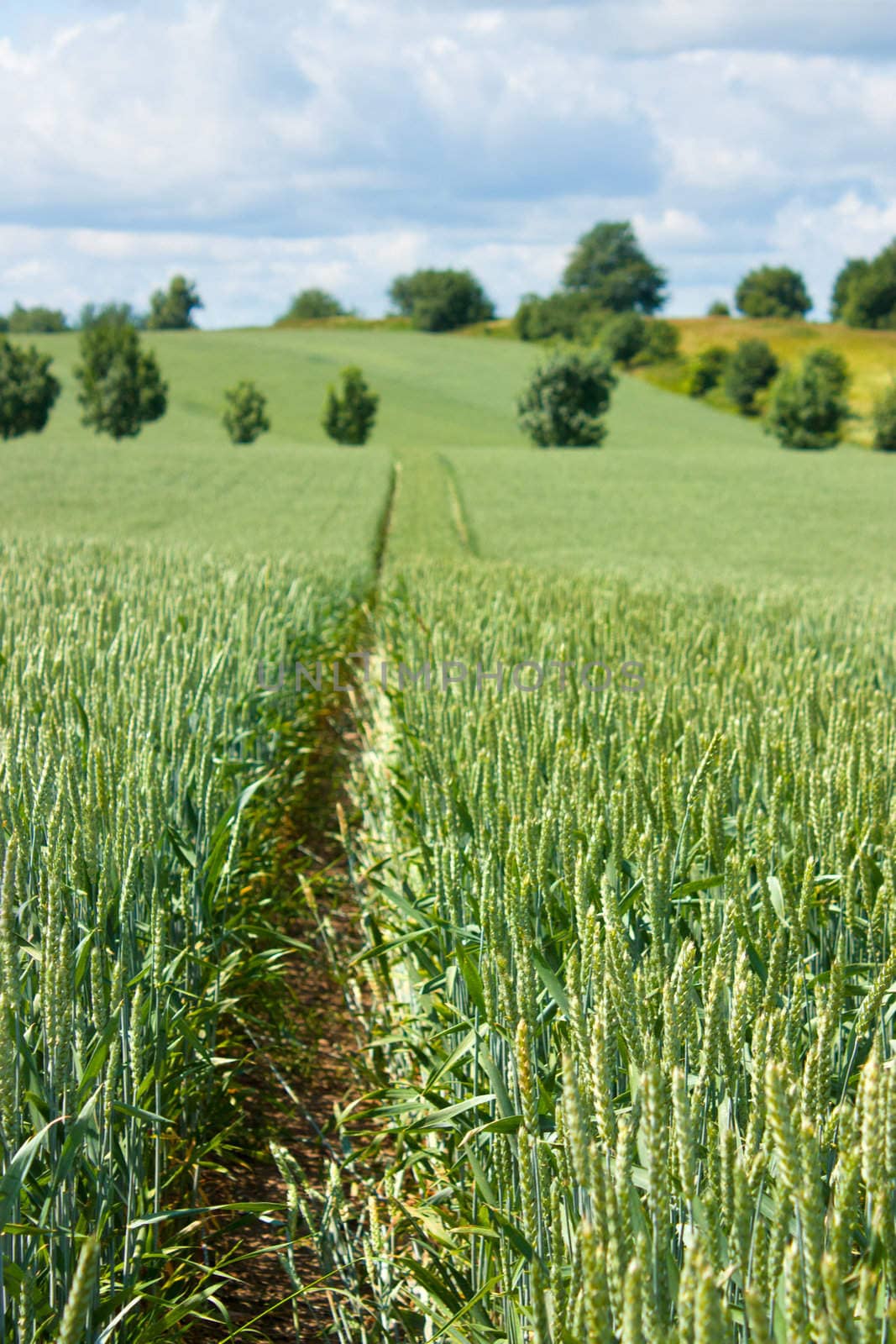 Field of wheat growing in early summer