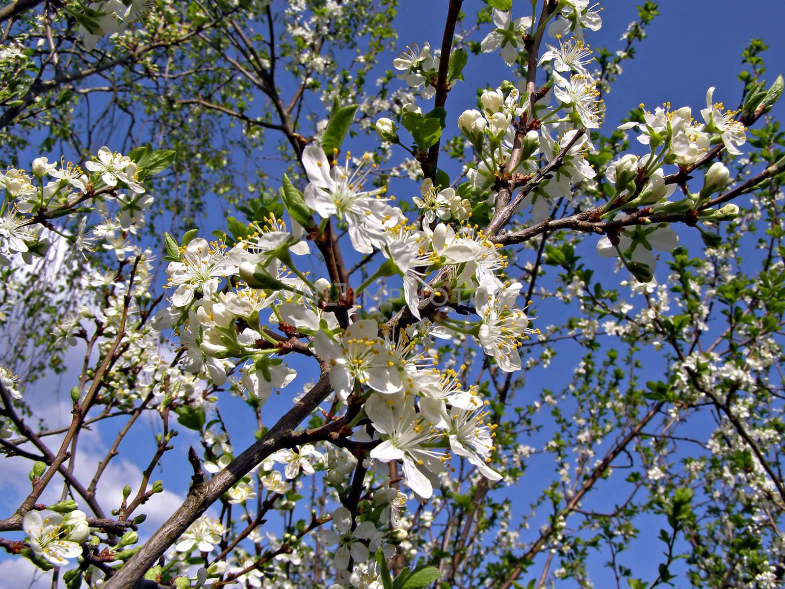 flower to cherries