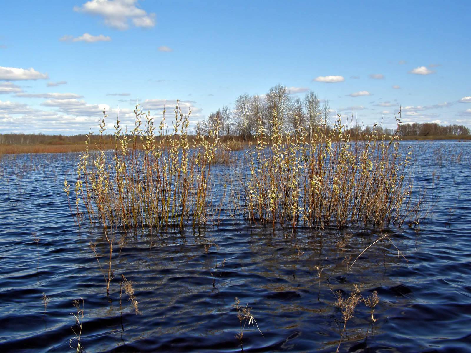 bushes of the osier have bloomed in water