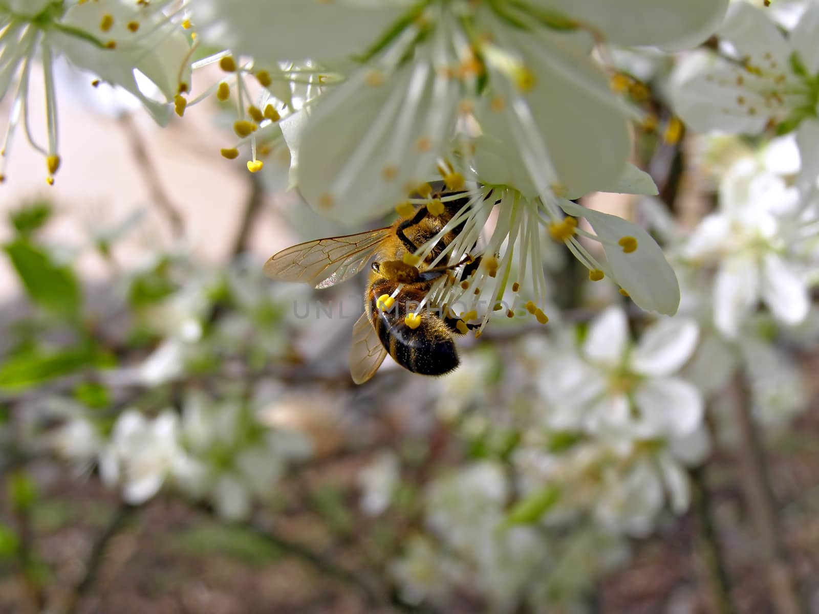 bee on flower of the cherries