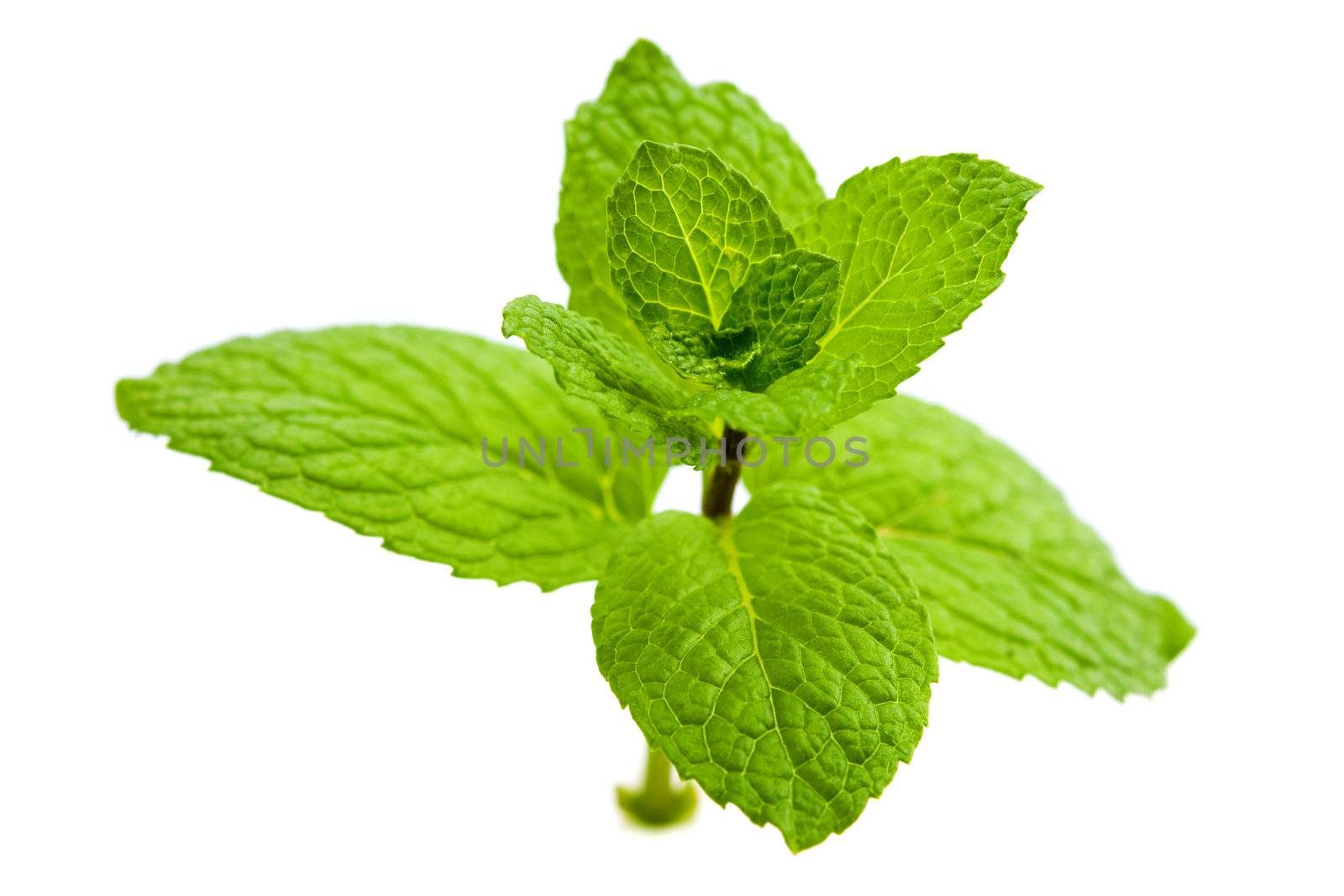 Close up green mint isolated on white background