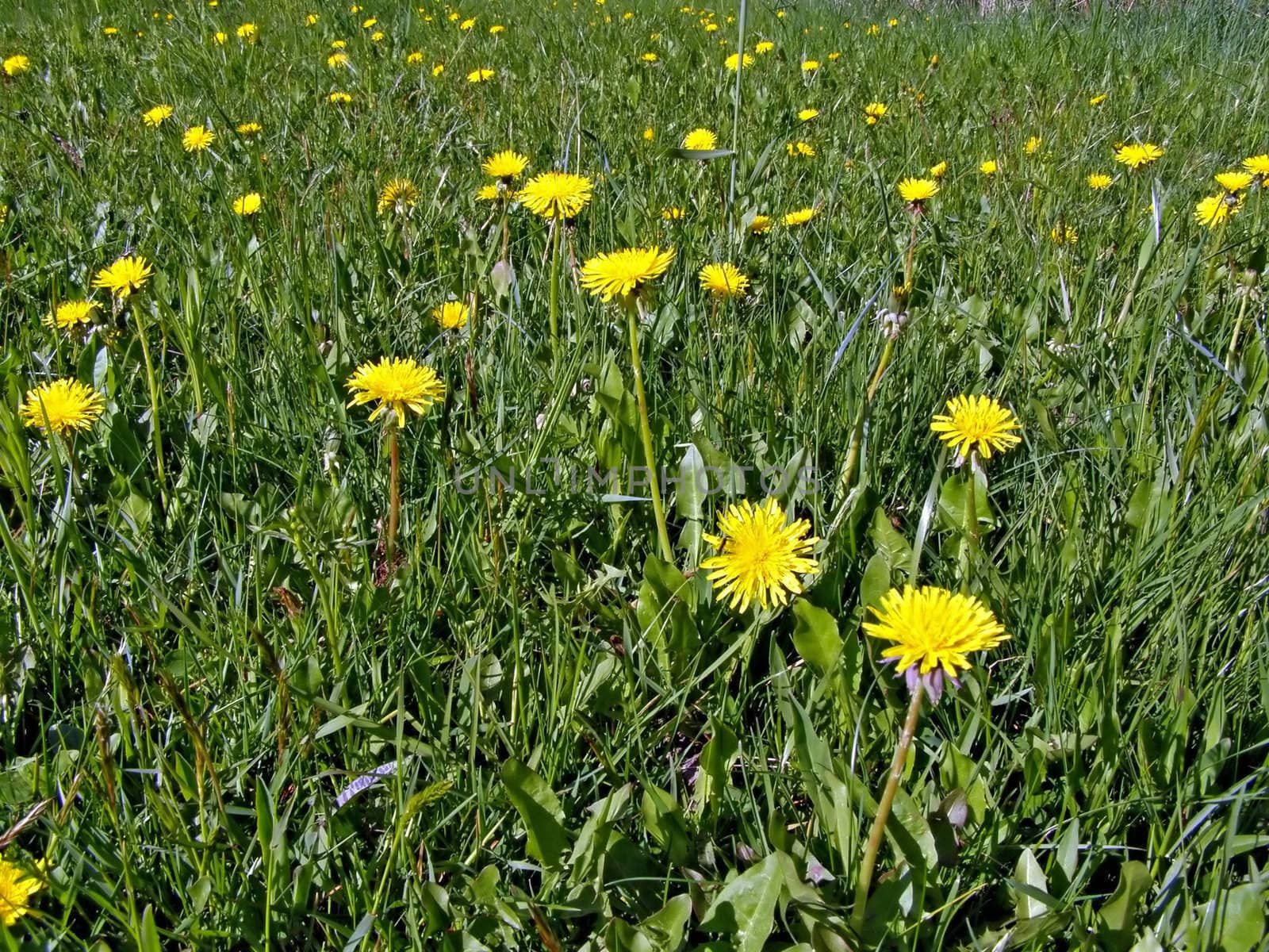 dandelions on field