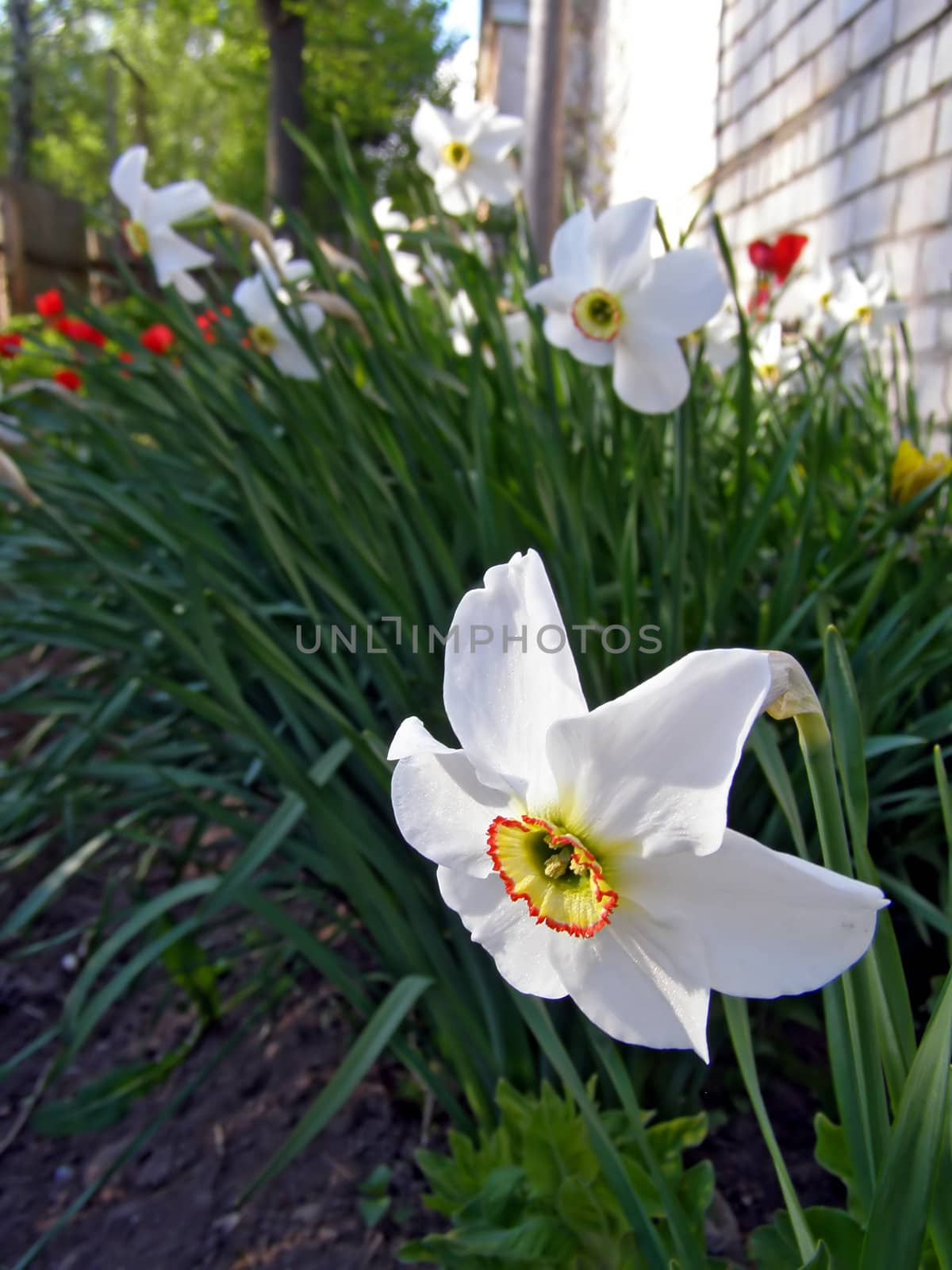 narcissuses in garden