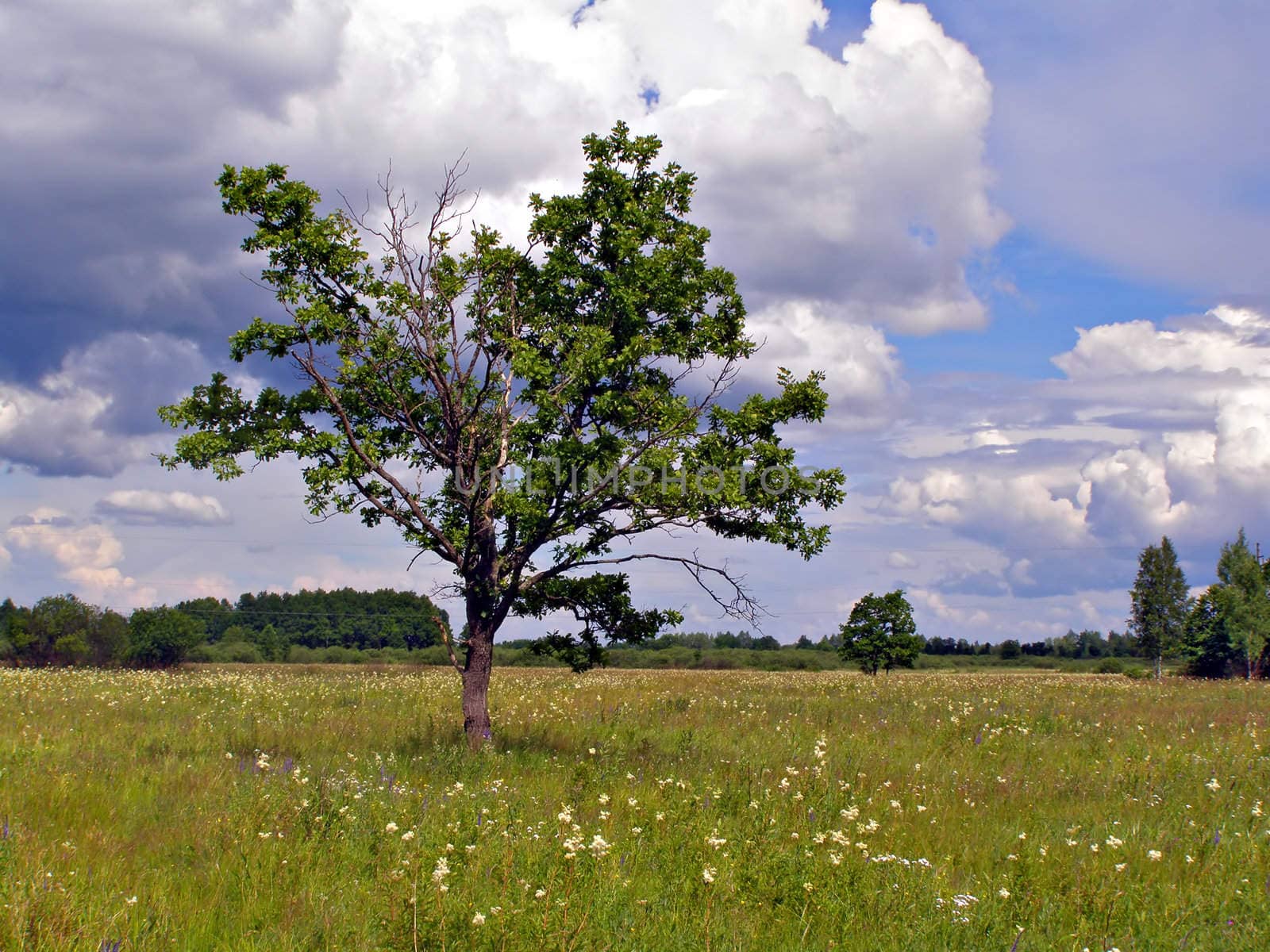 small oak on green field