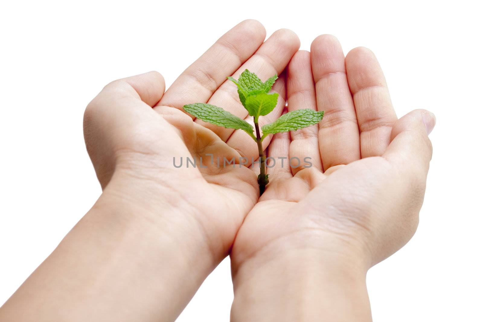 Green mint on hand with white background