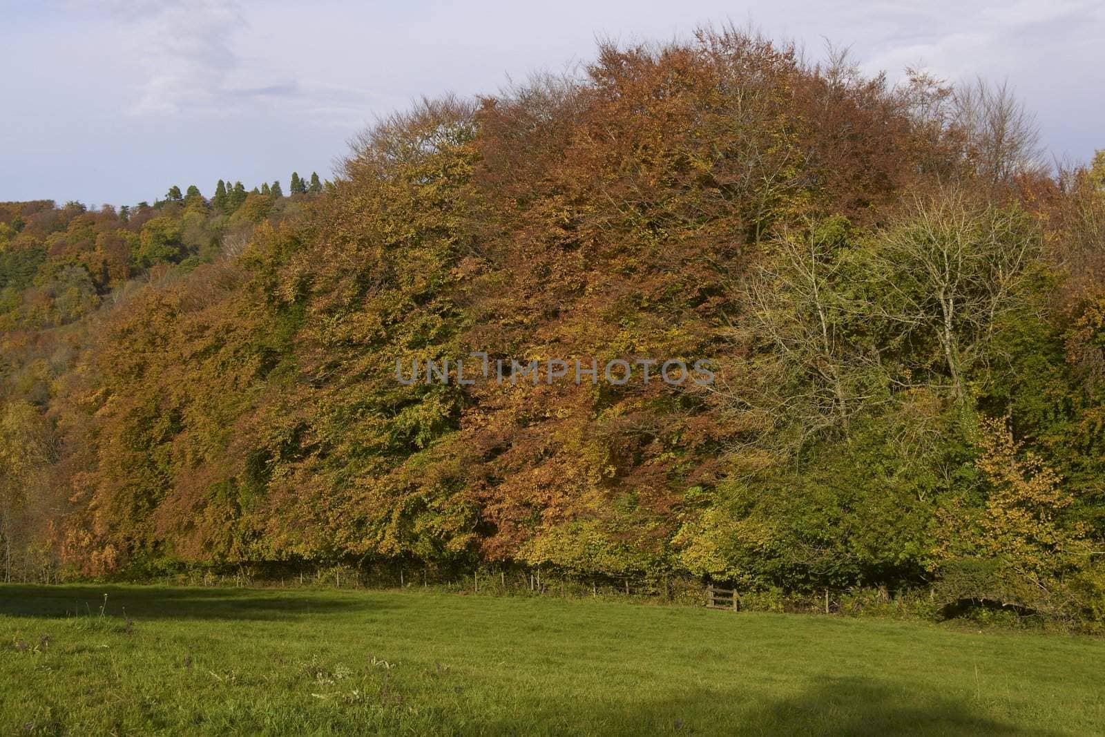 Autumn colours in the Cotswolds, Gloucestershire, England.