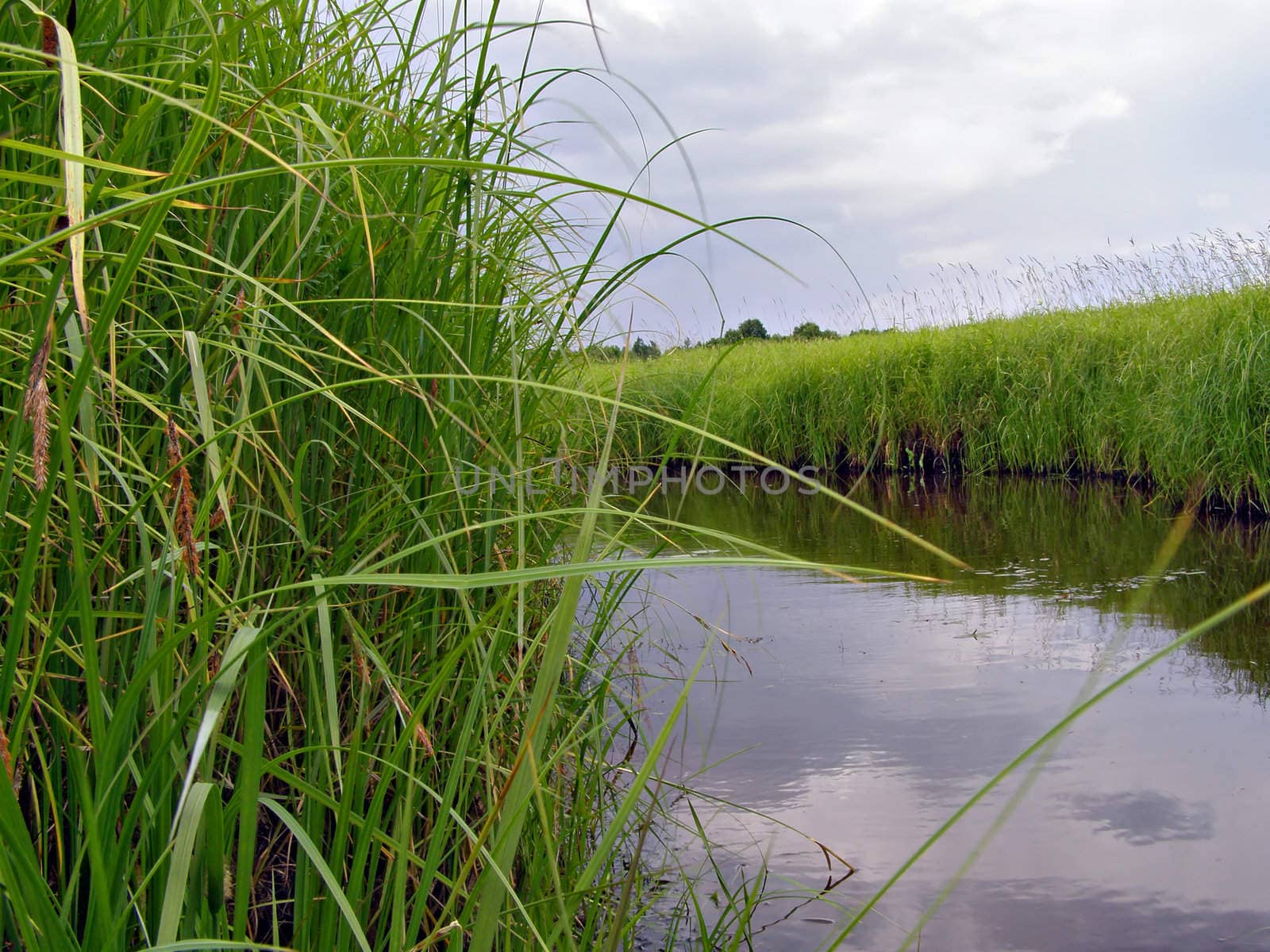 riverside sedge