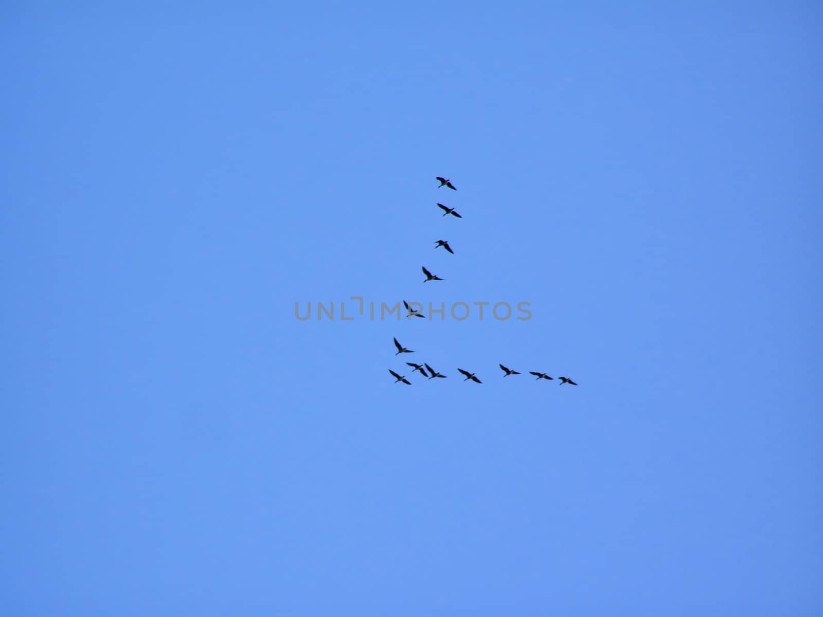 wild geese in sky