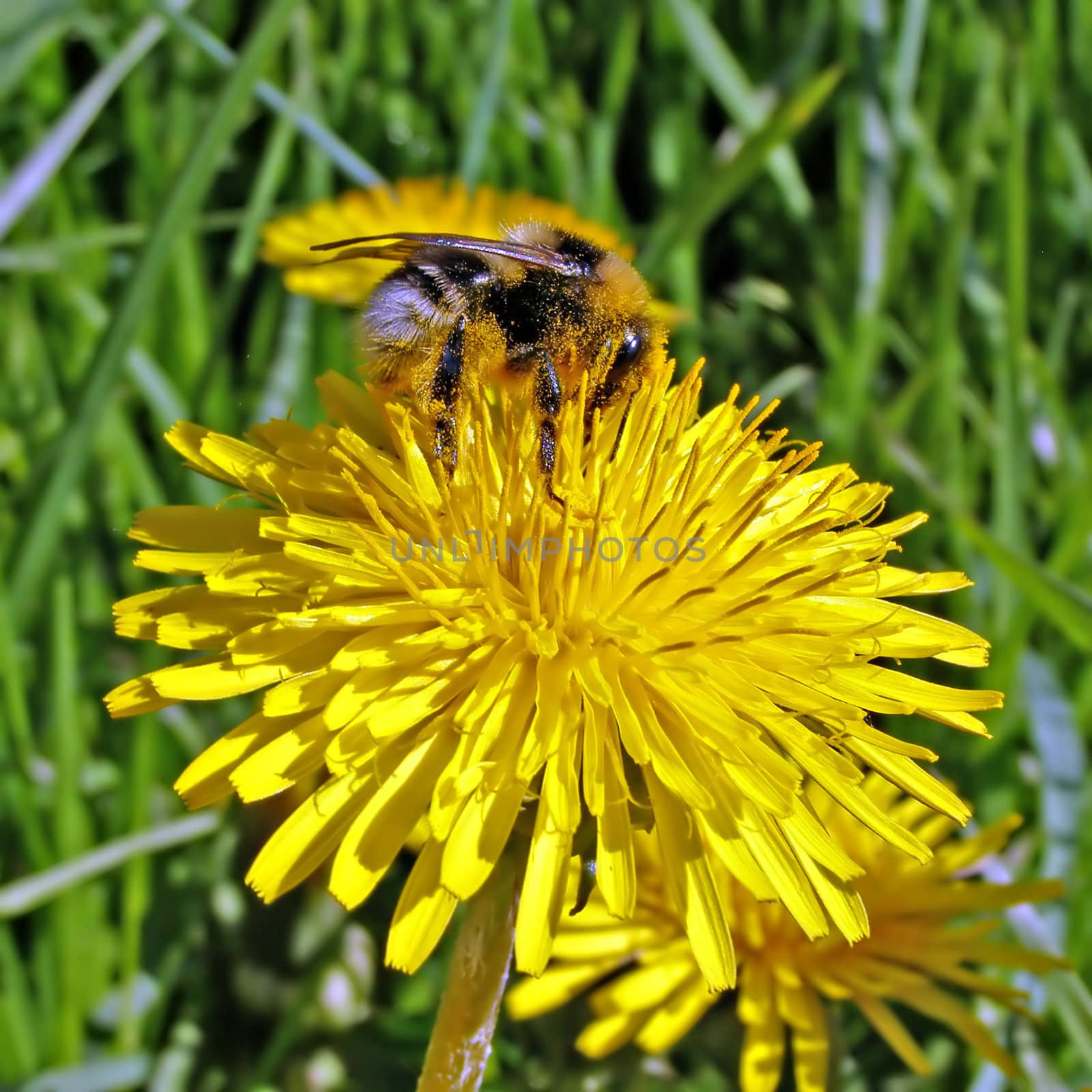 bumblebee on dandelion by basel101658