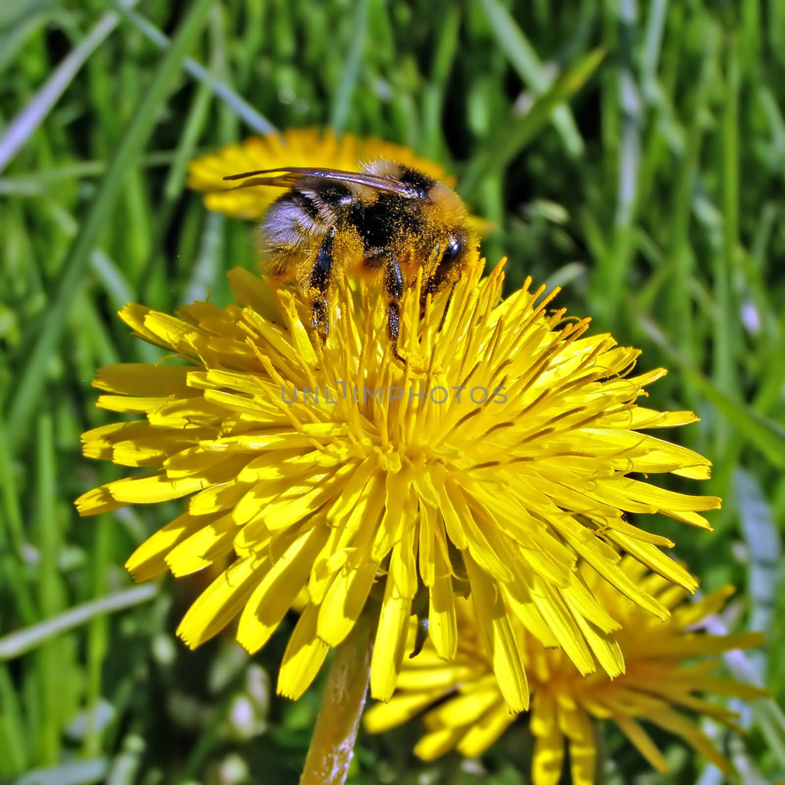 bumblebee on dandelion