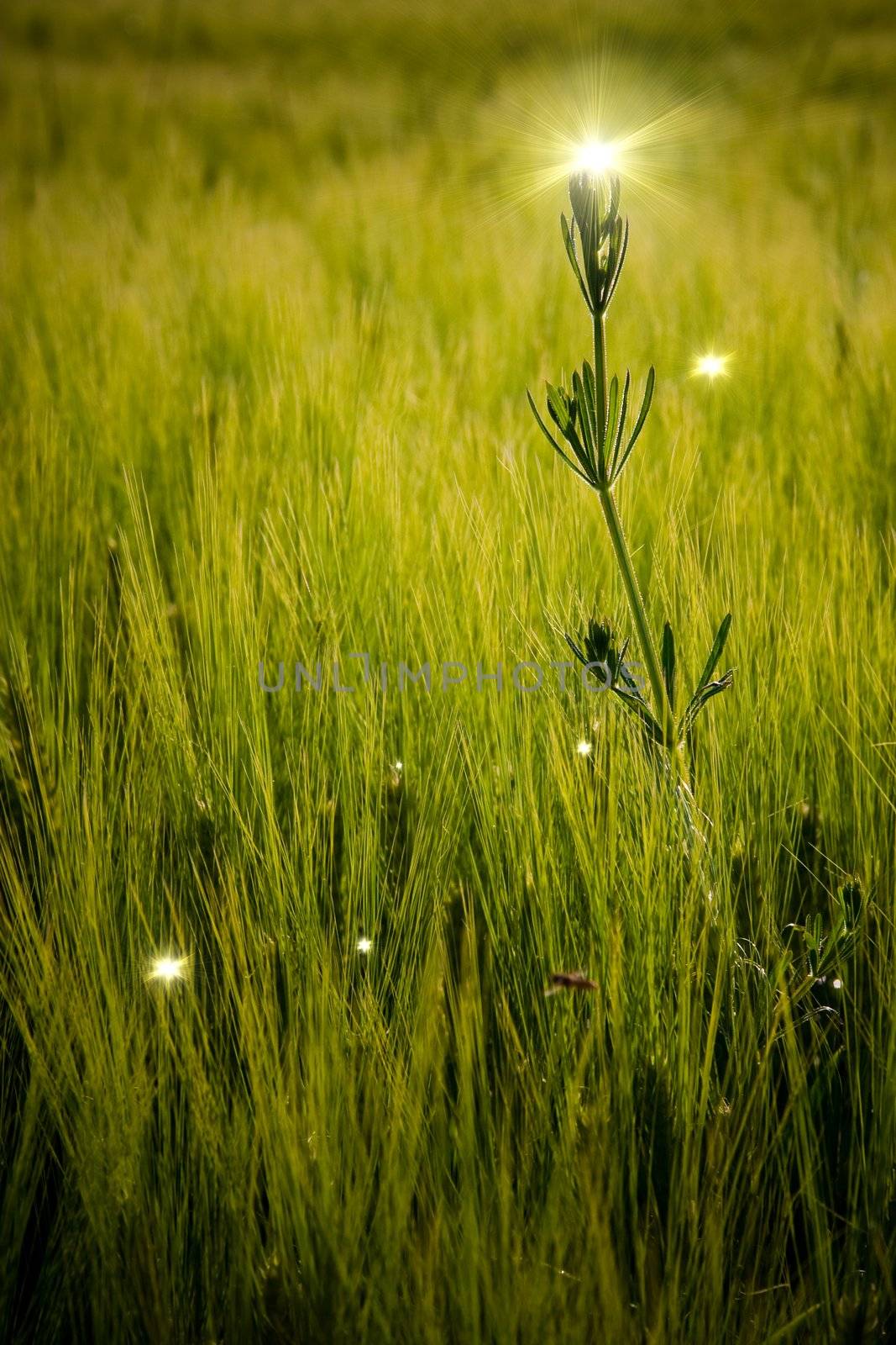 Fantasy background with glowing lights in herbs