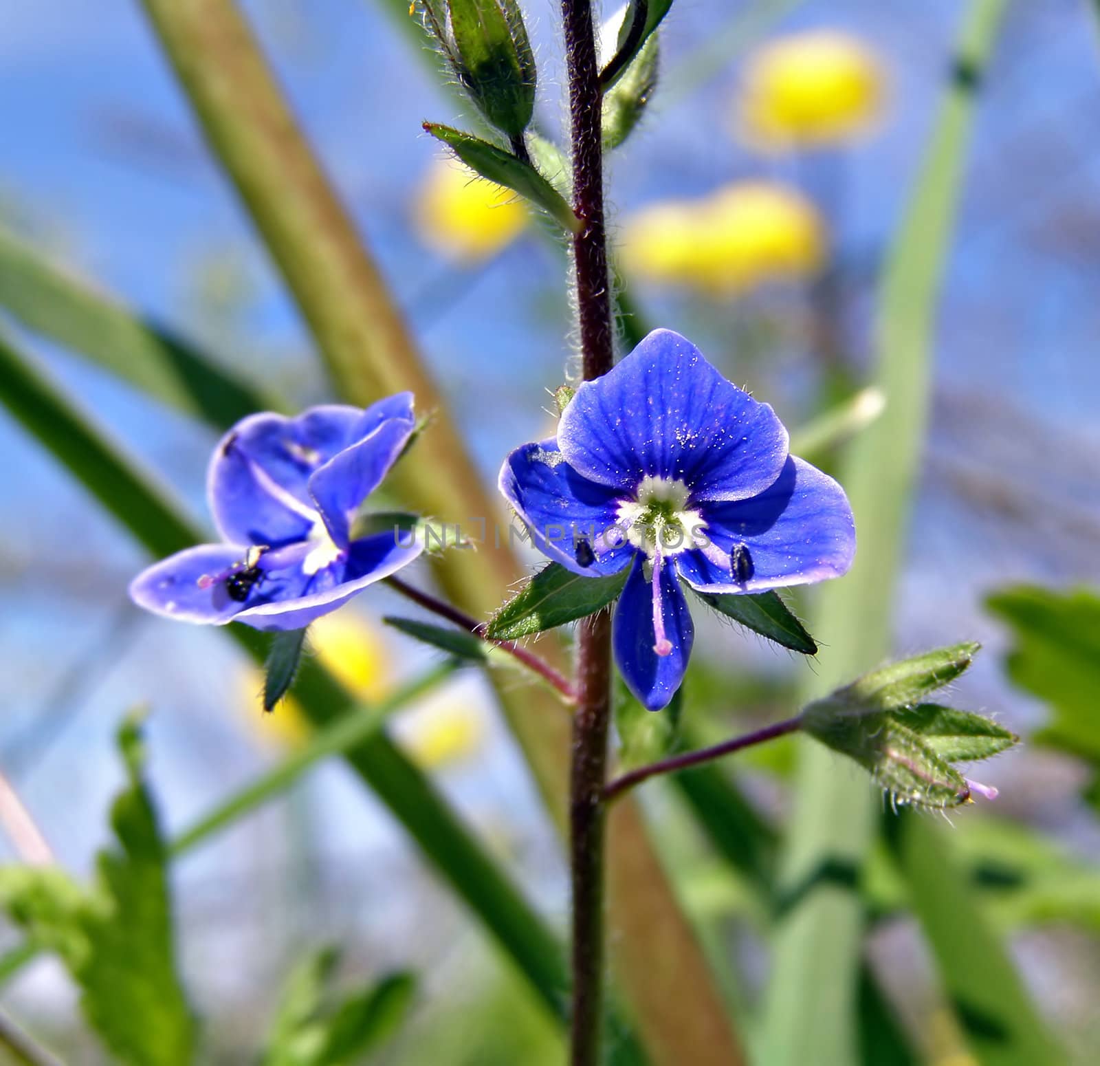 field flowerses