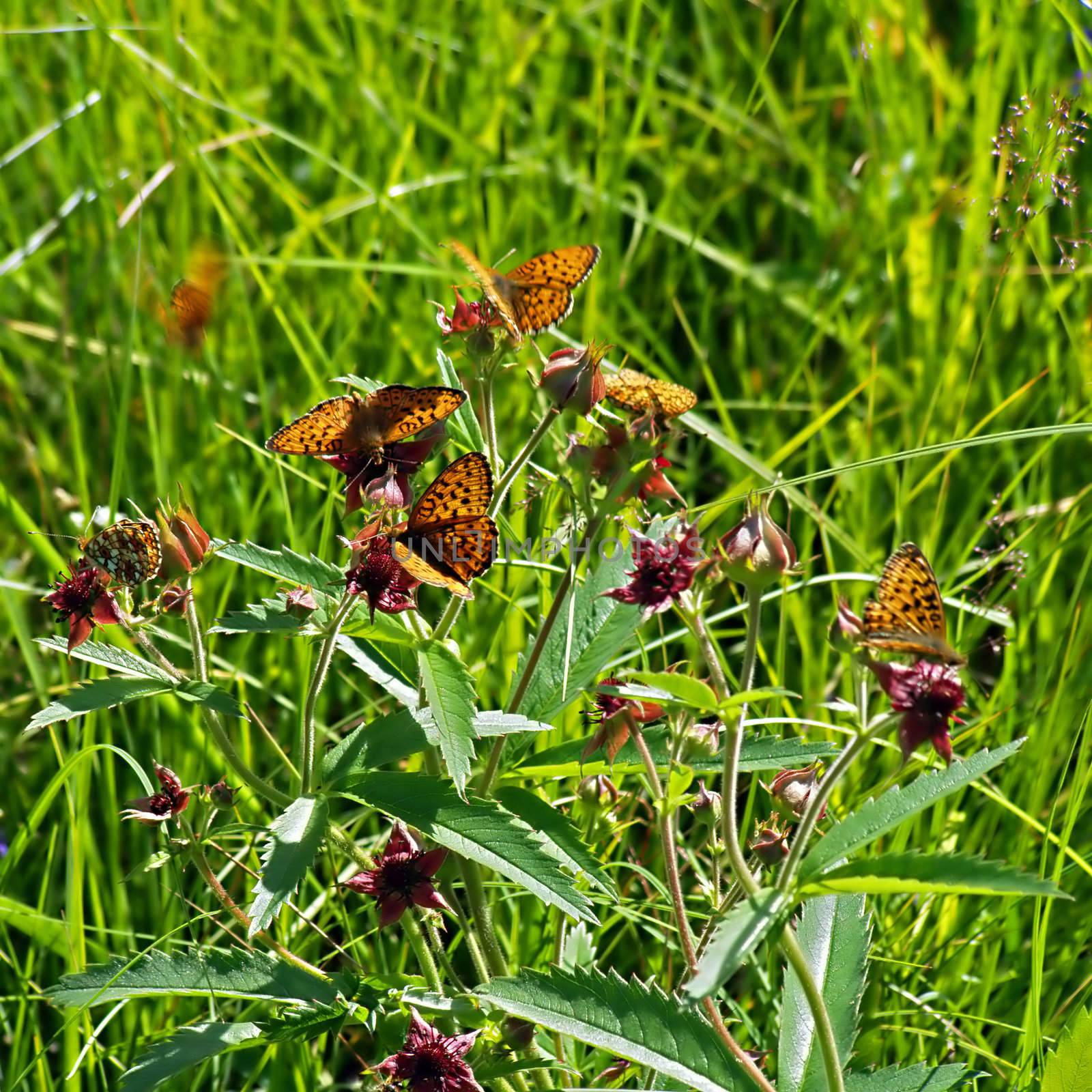 butterflies on herb by basel101658