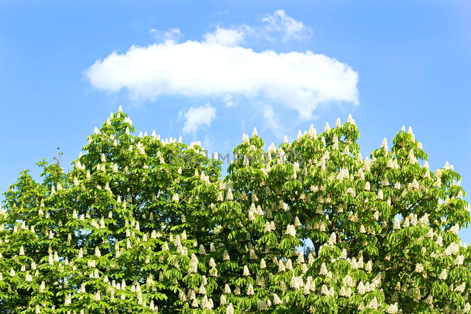 chestnut with white flowers against the sky by Plus69