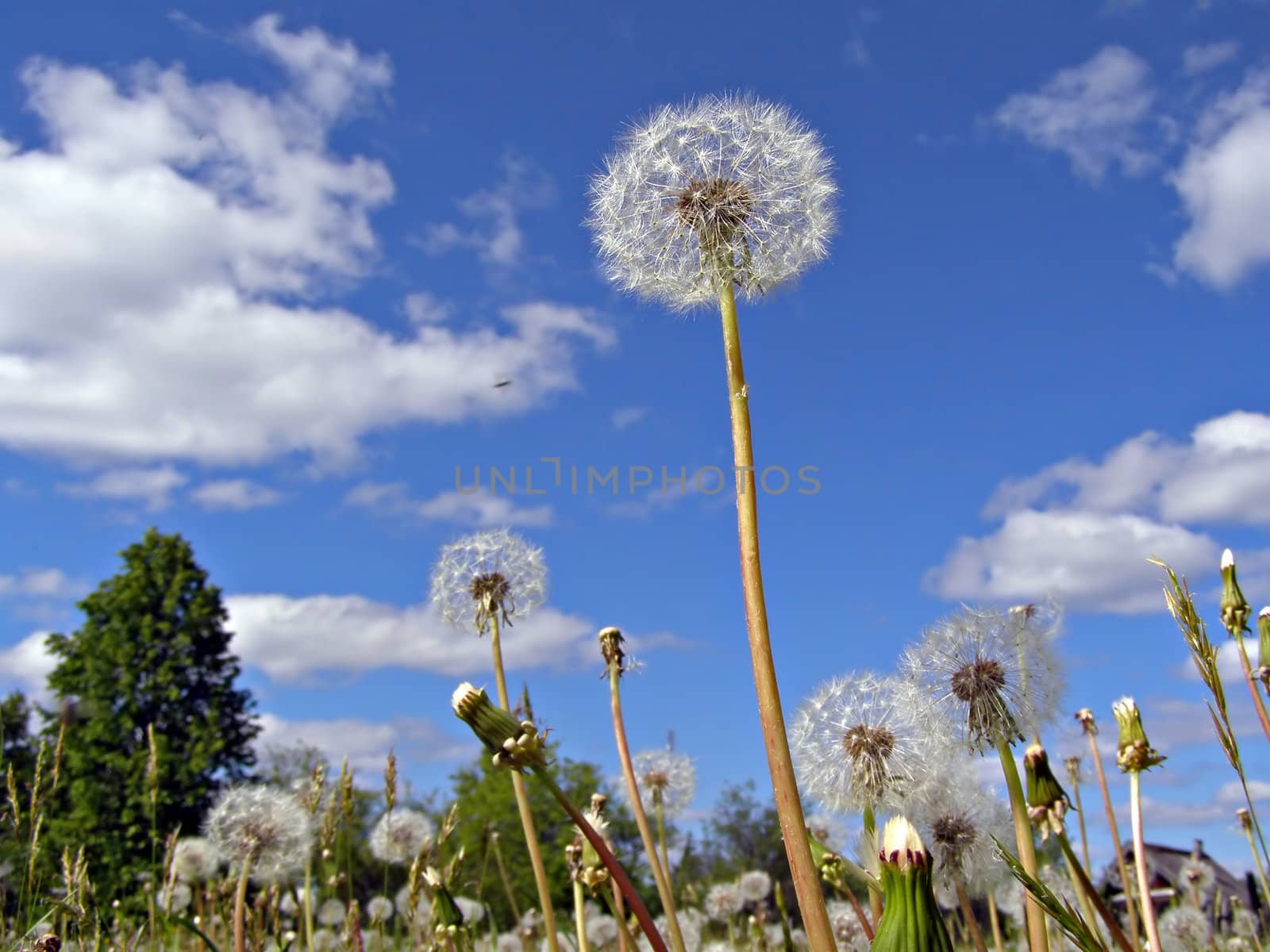 dandelions on field