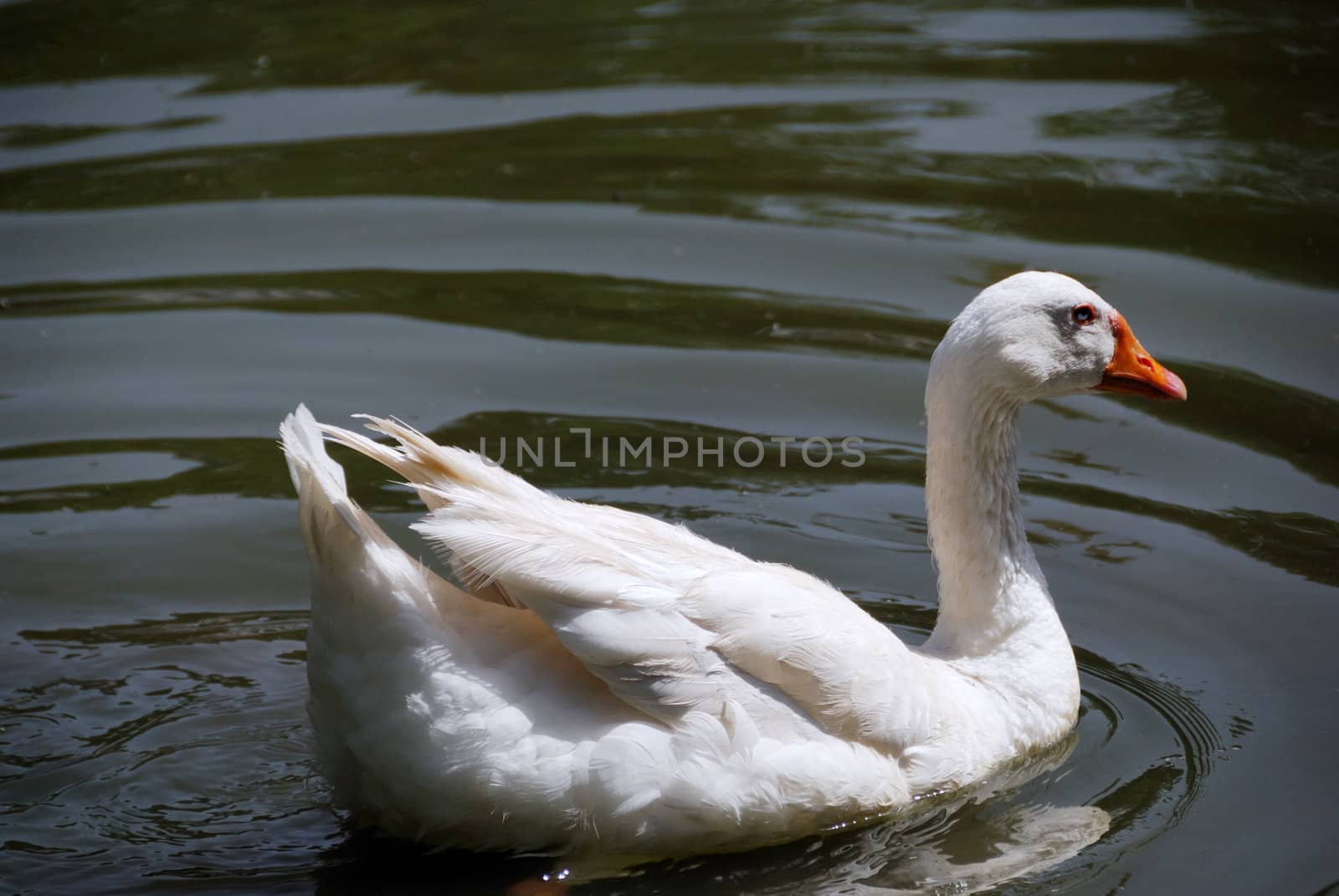 Portrait of a goose floating on a pond