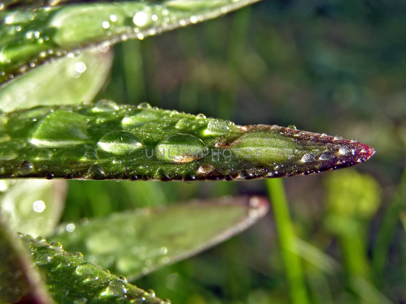 dripped rain on sheet of the lilies