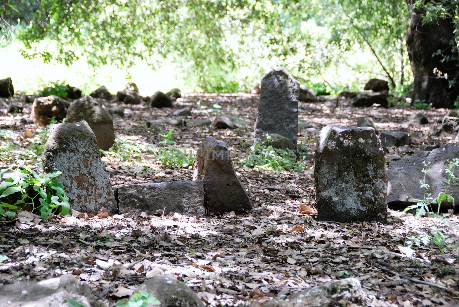 Ancient cemetery in a shade of crones of trees