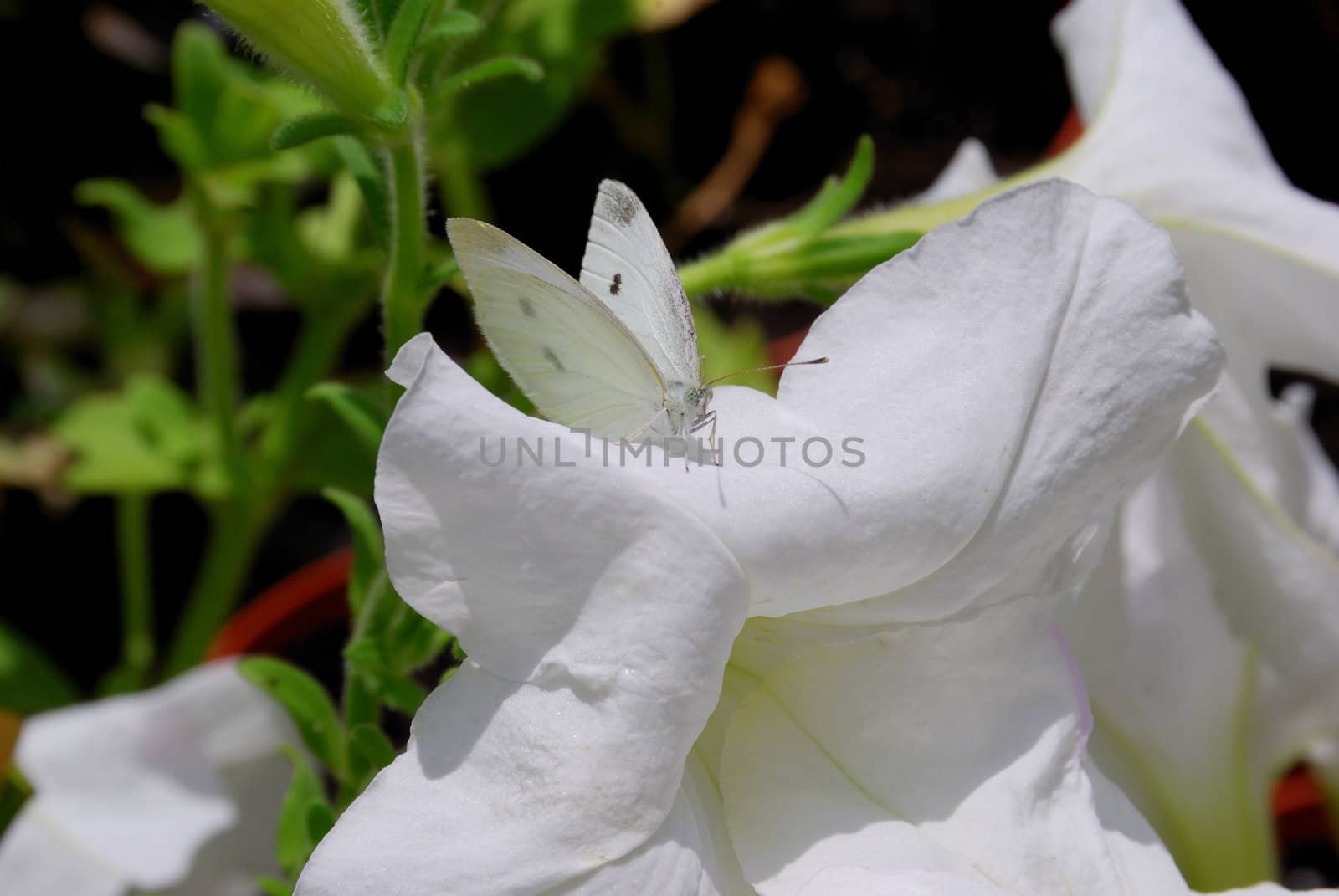 White butterfly rest on the white flower