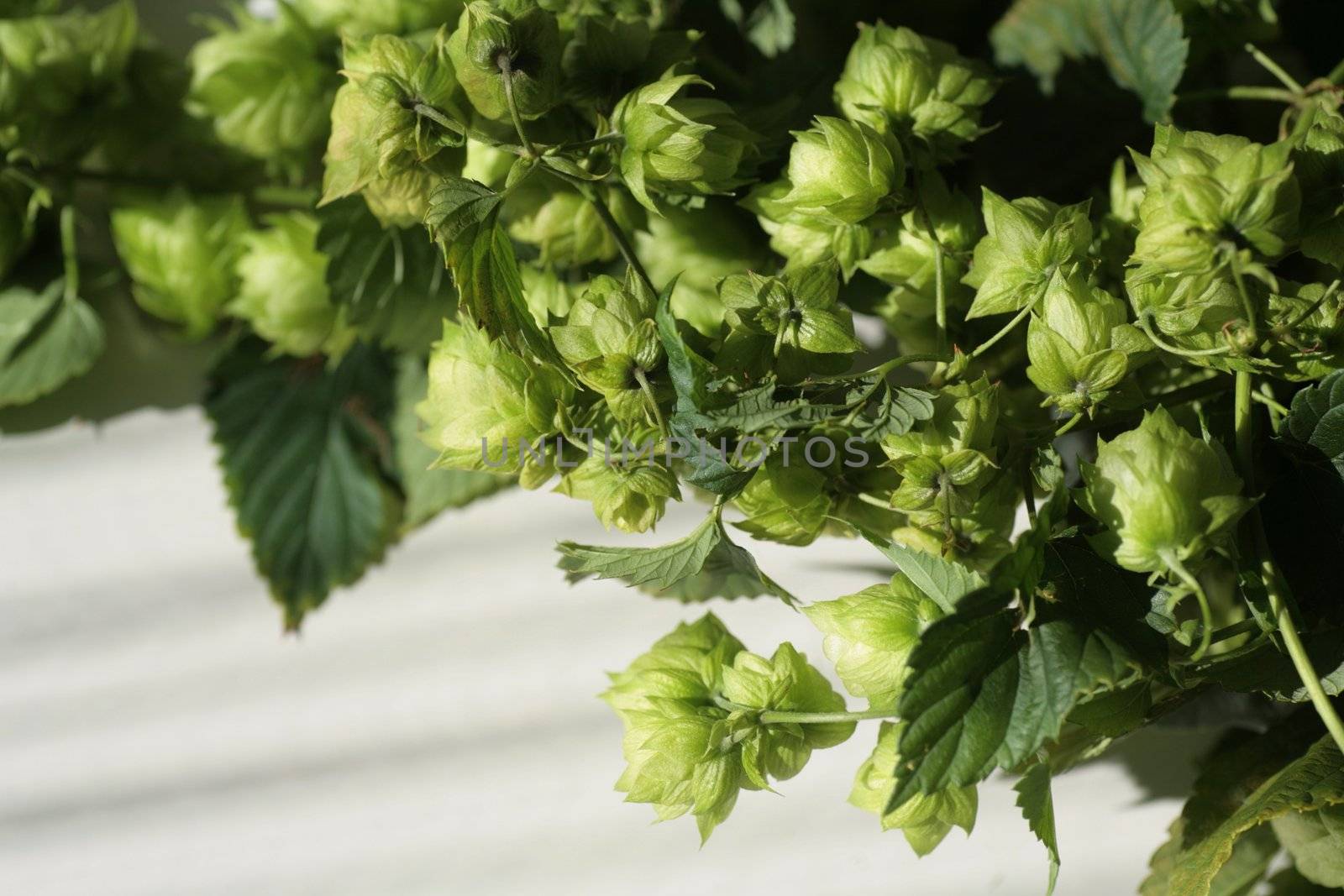 a hop plant on white back ground