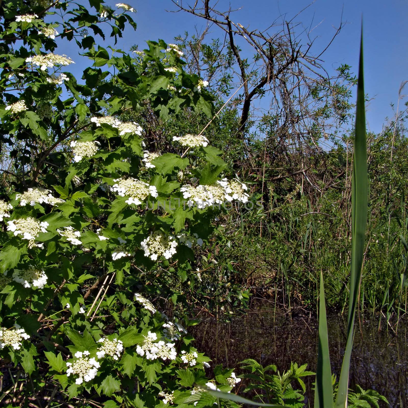 flower of the viburnum near marsh