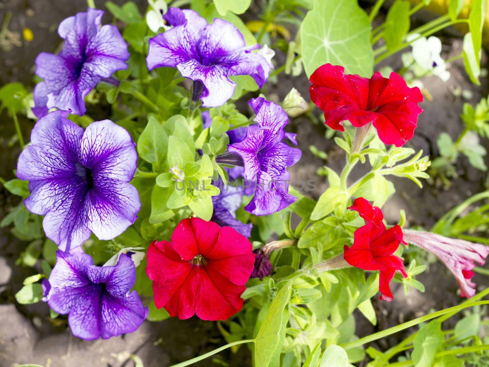 petunia flower beds of red and purple by Plus69