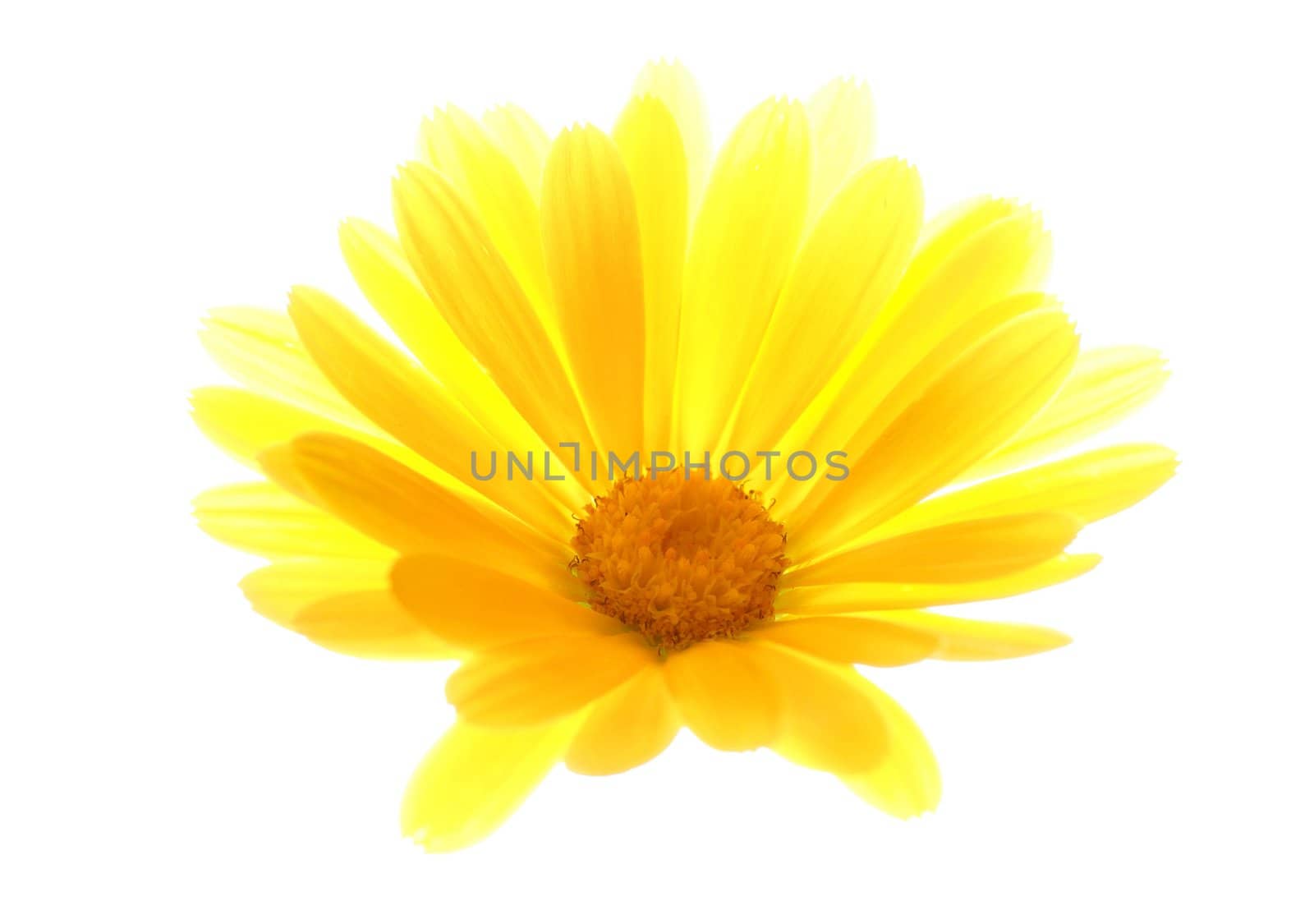 Flower isolated