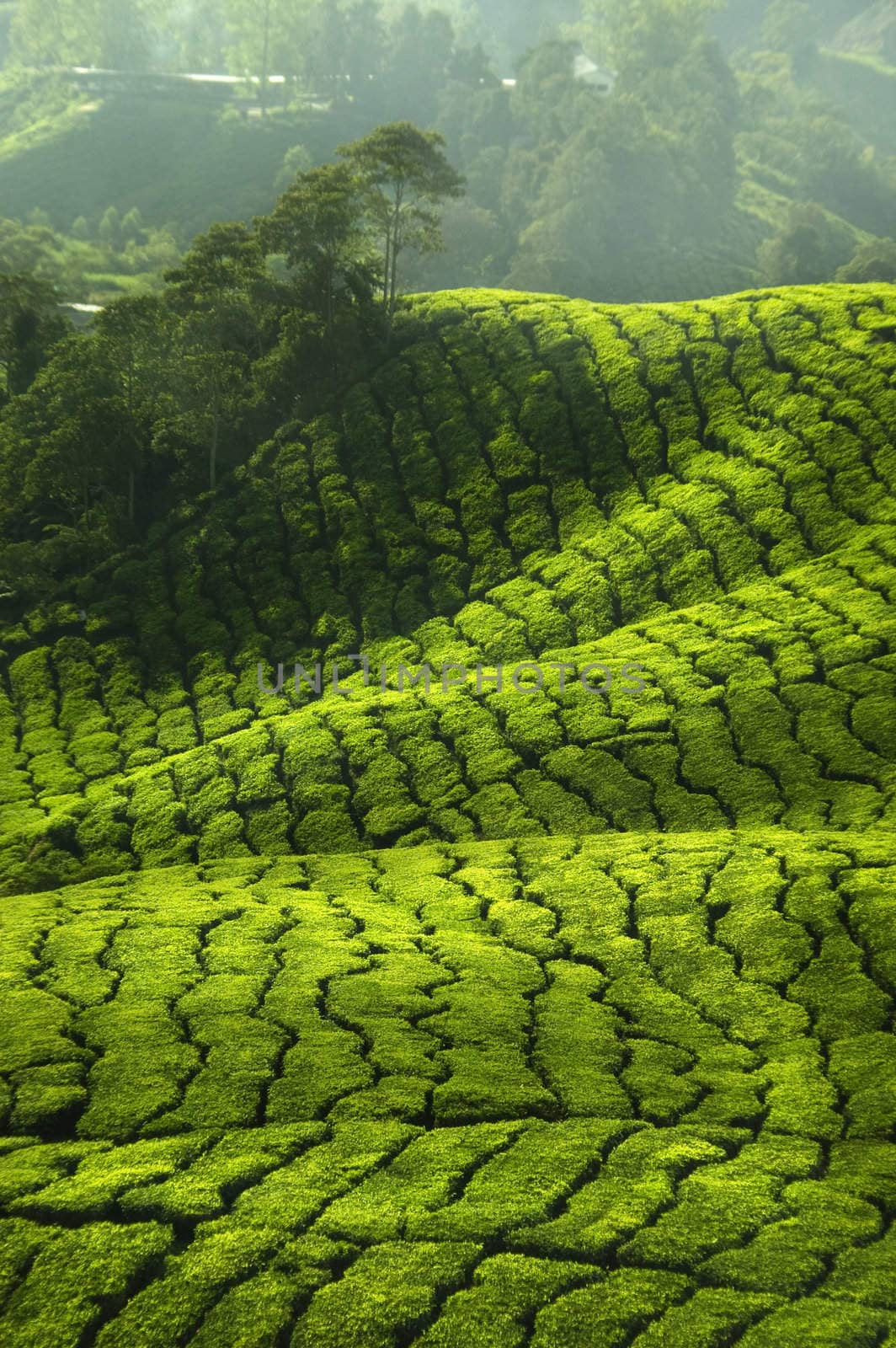Tea Plantations by szefei
