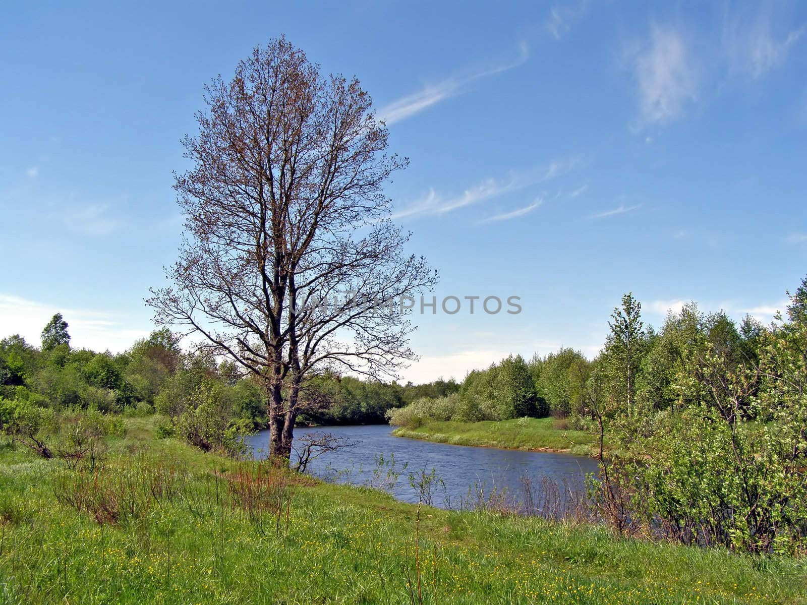 oak near river