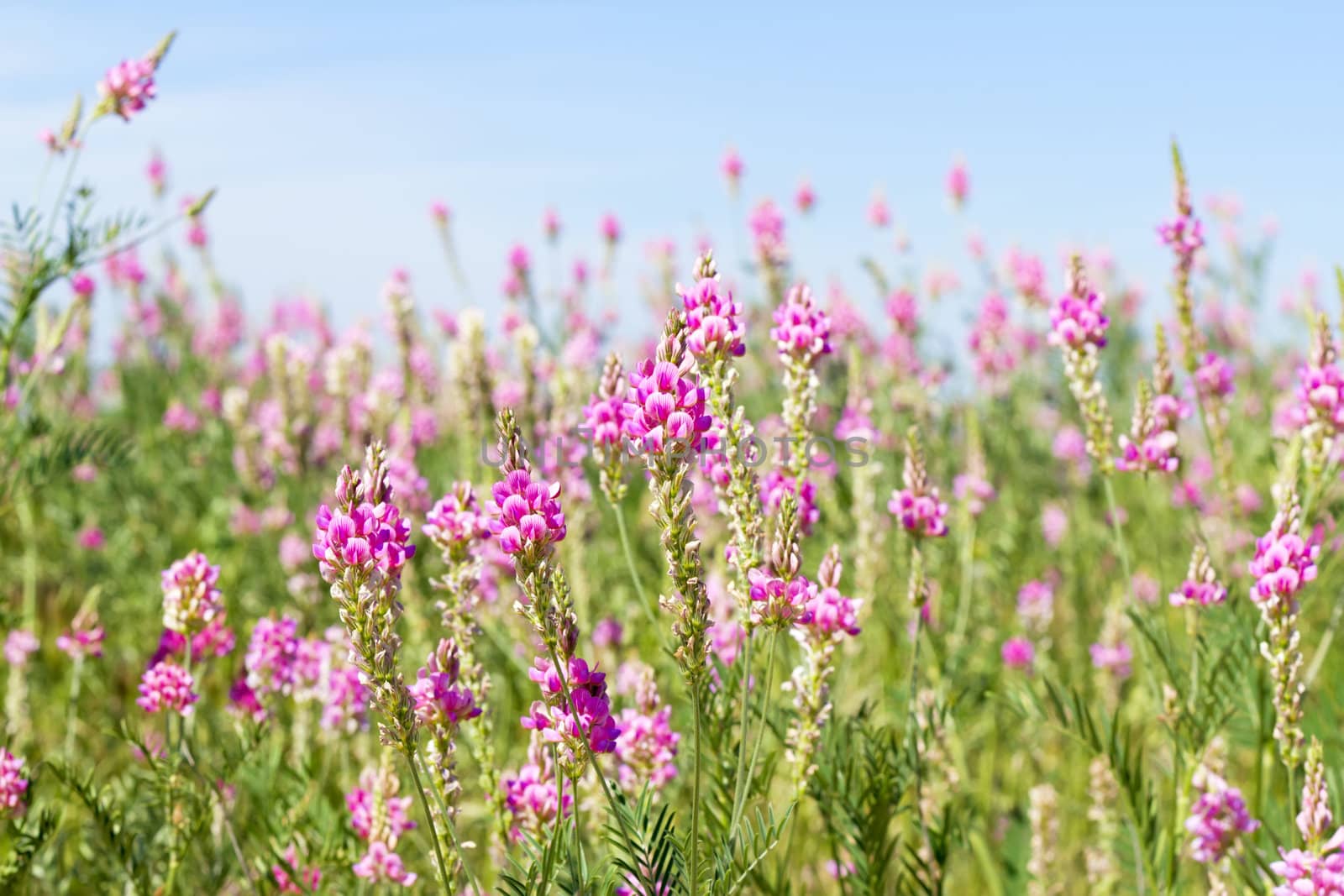 view the sky through the green grass with pink flowers by Plus69