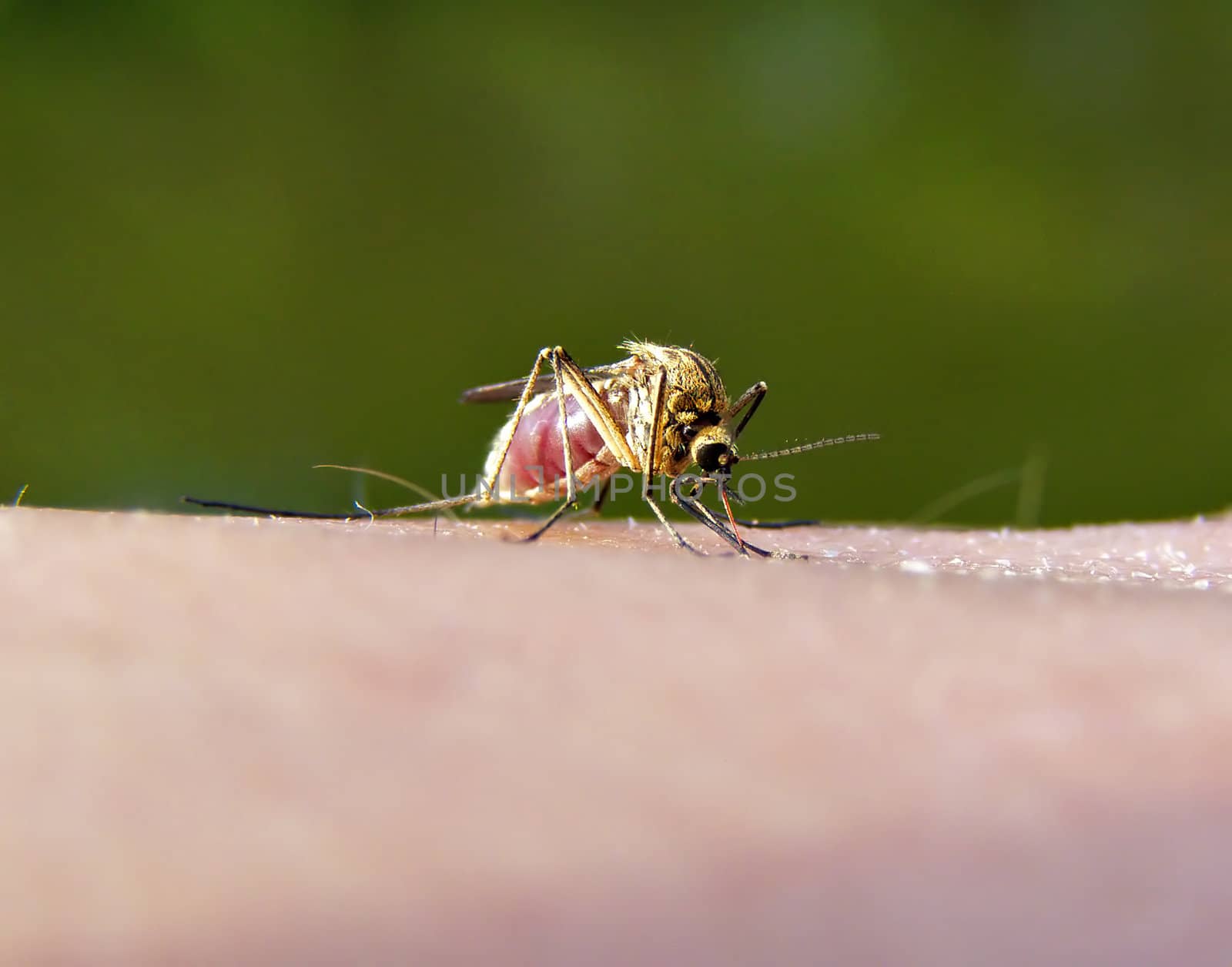 midge on hand of the person