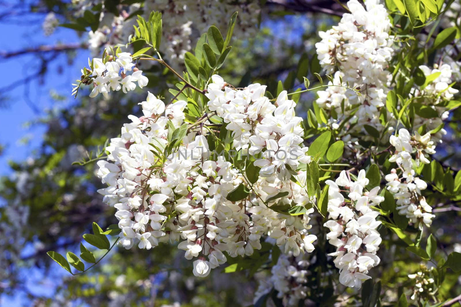 twig flowering acacia by Plus69