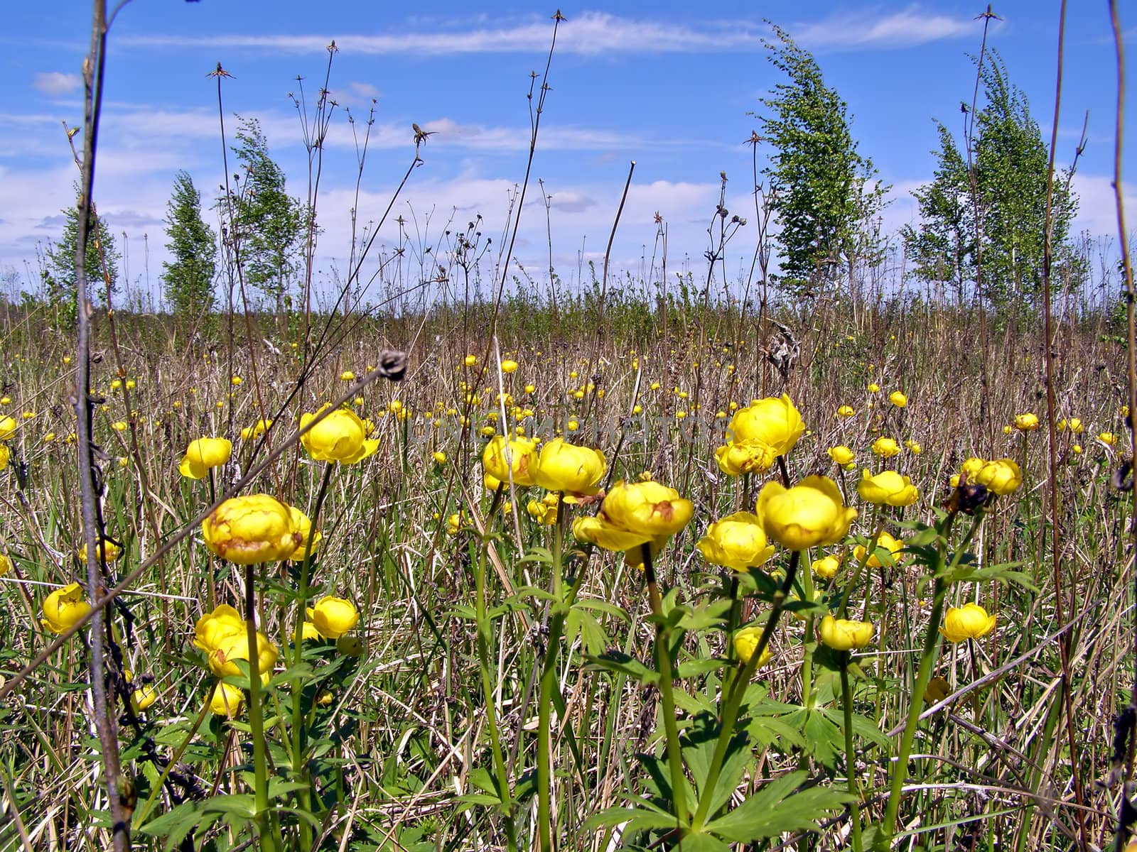 yellow flowerses amongst wood