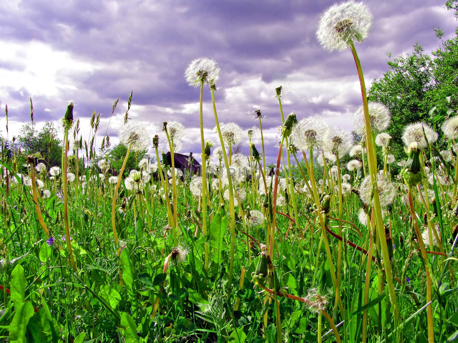 dandelion in field