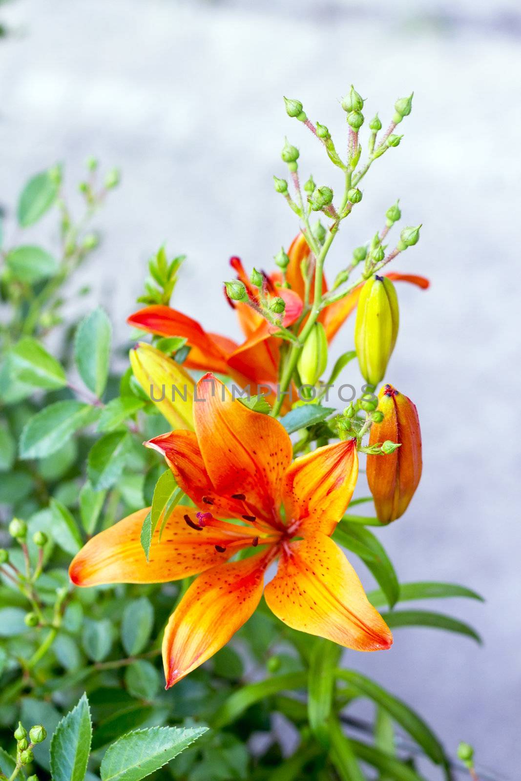 orange lilies blooming on a bed of flowers by Plus69