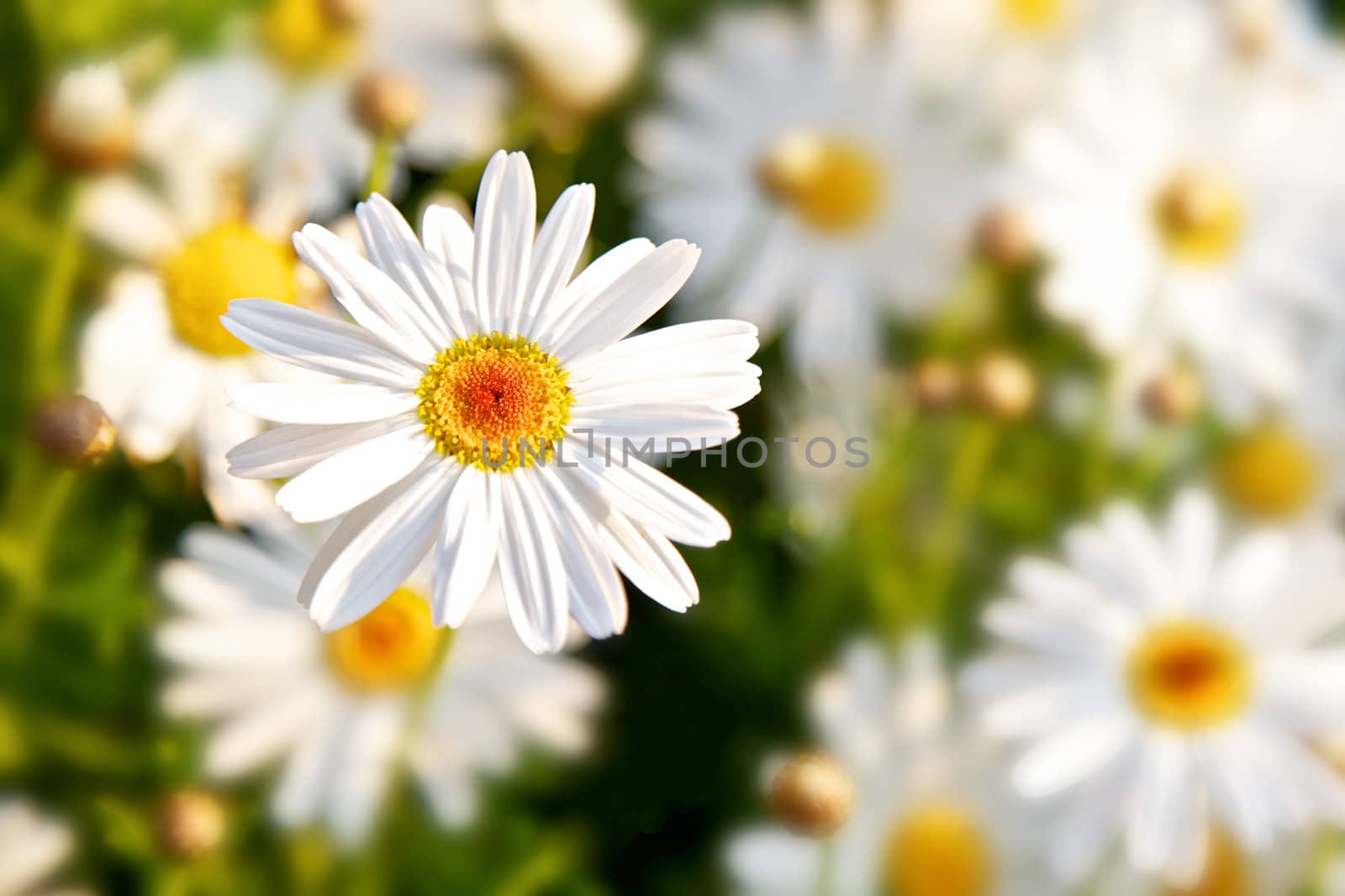 Daisy Spring Flowers by instinia