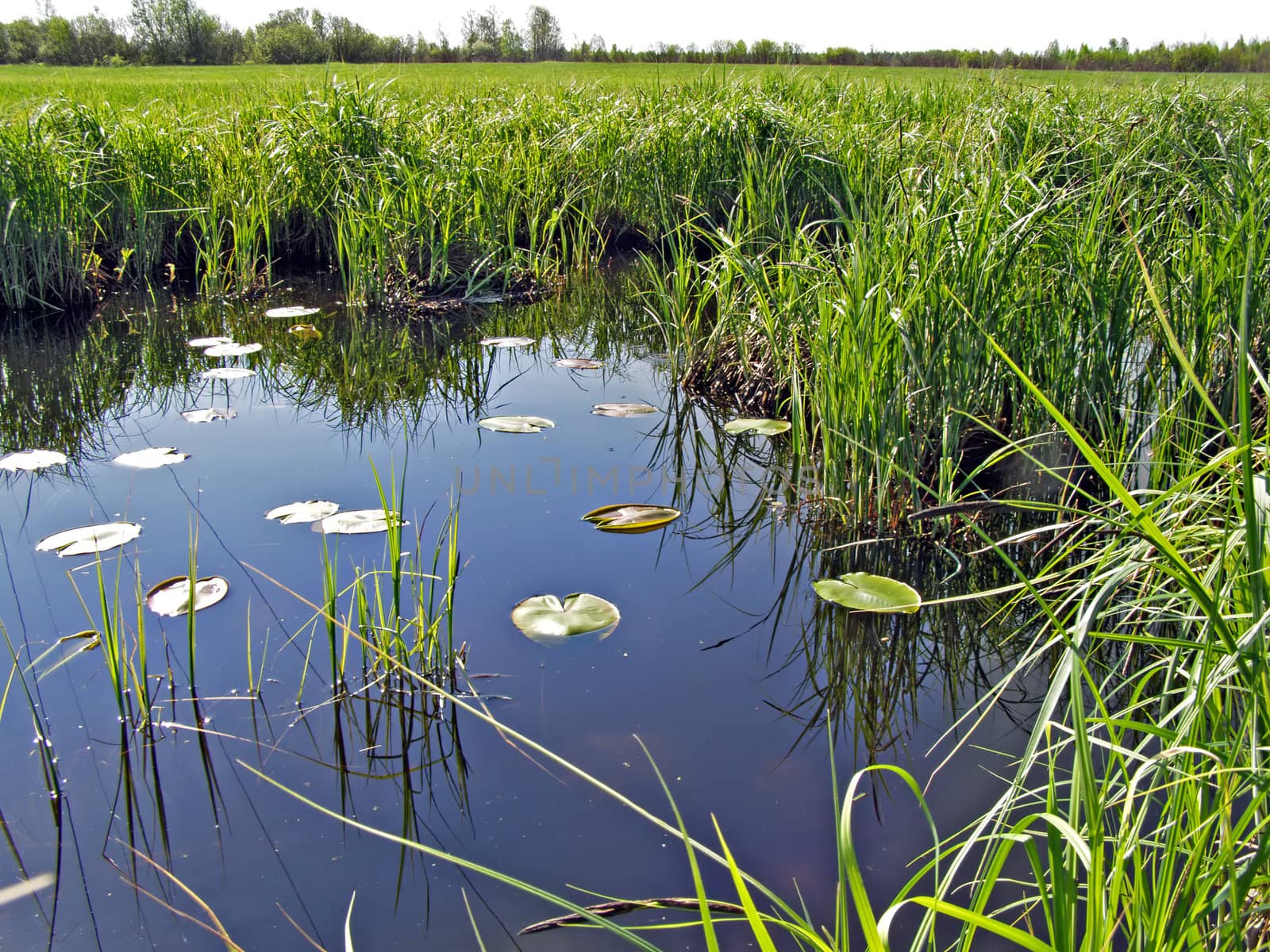 small lake amongst field