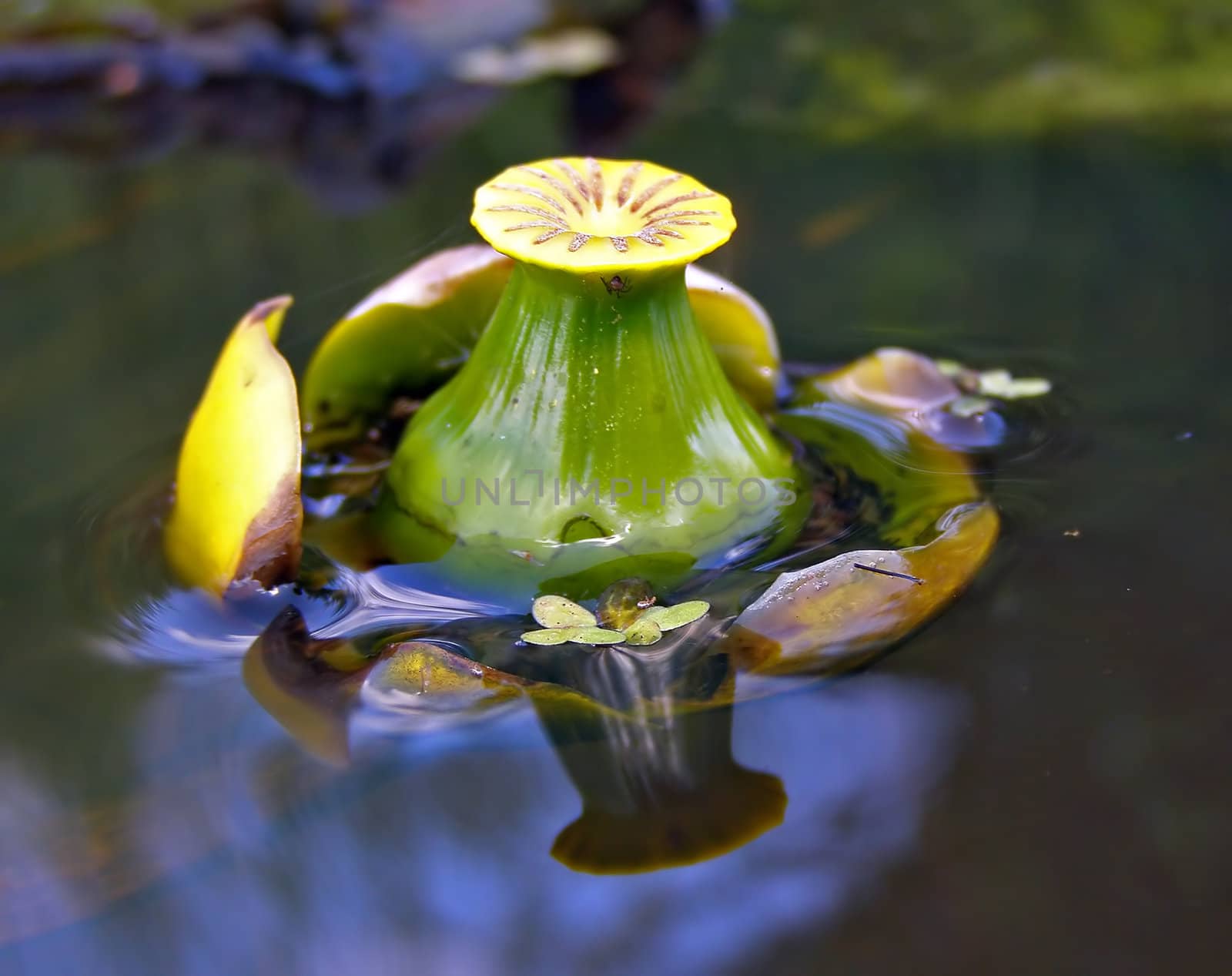 bud of the flower to lilies on water