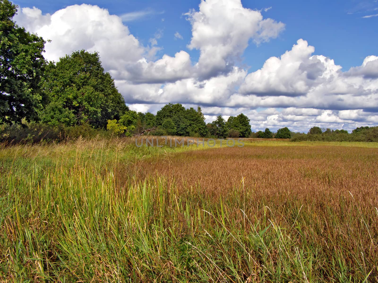 marsh near wood