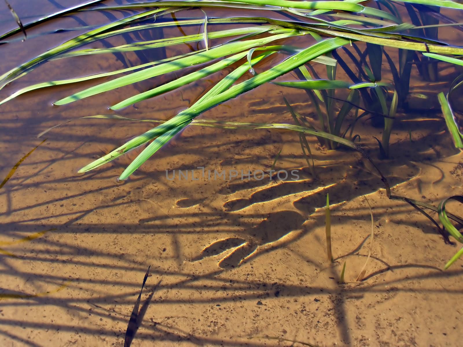 herb on surfaces of water