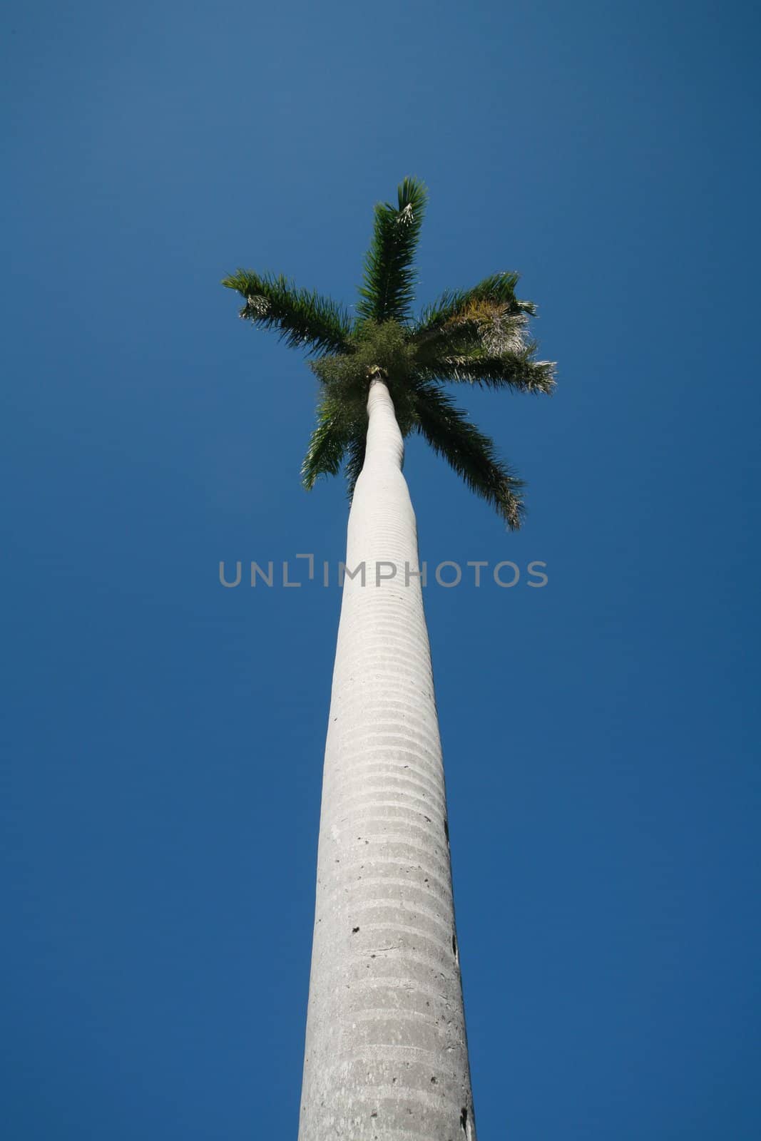 Palmtree against sky