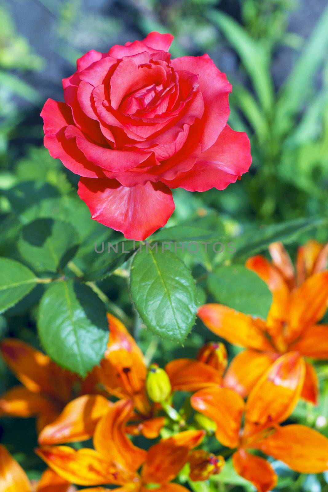 blooming red rose on a background of orange lilies by Plus69